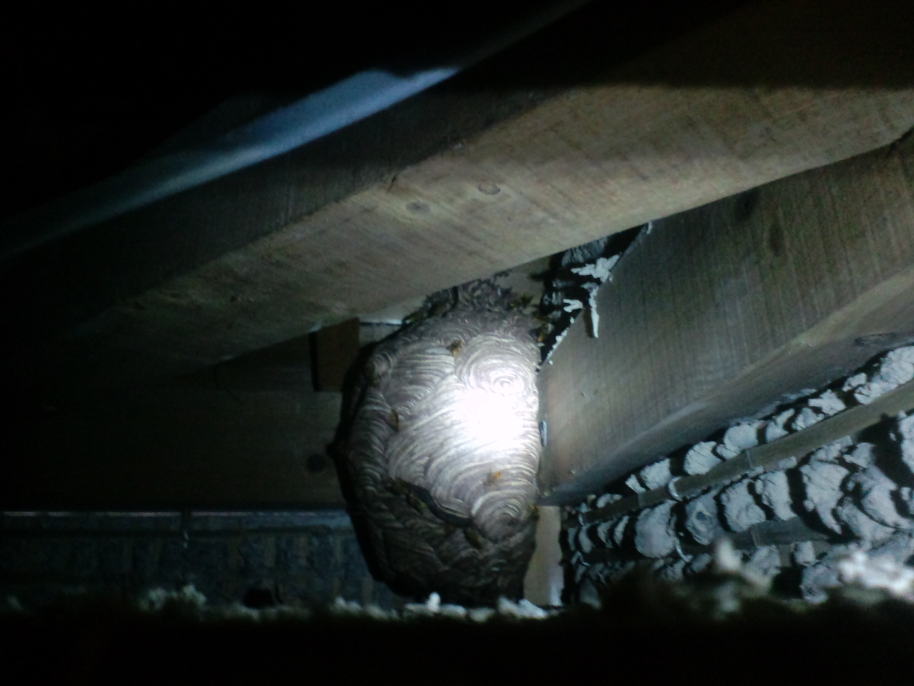 �L�C���X�Y���o�`