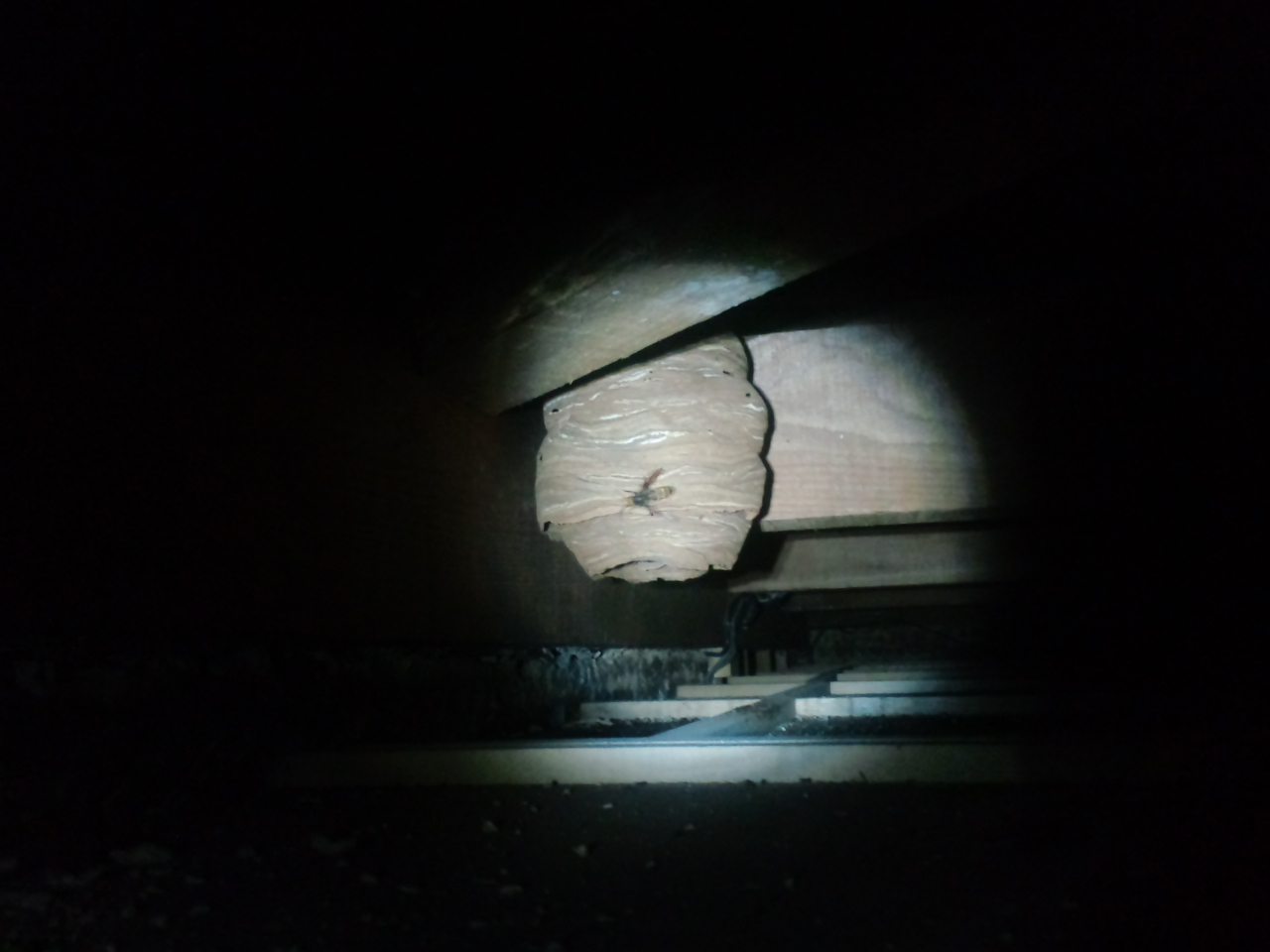 �q���X�Y���o�`