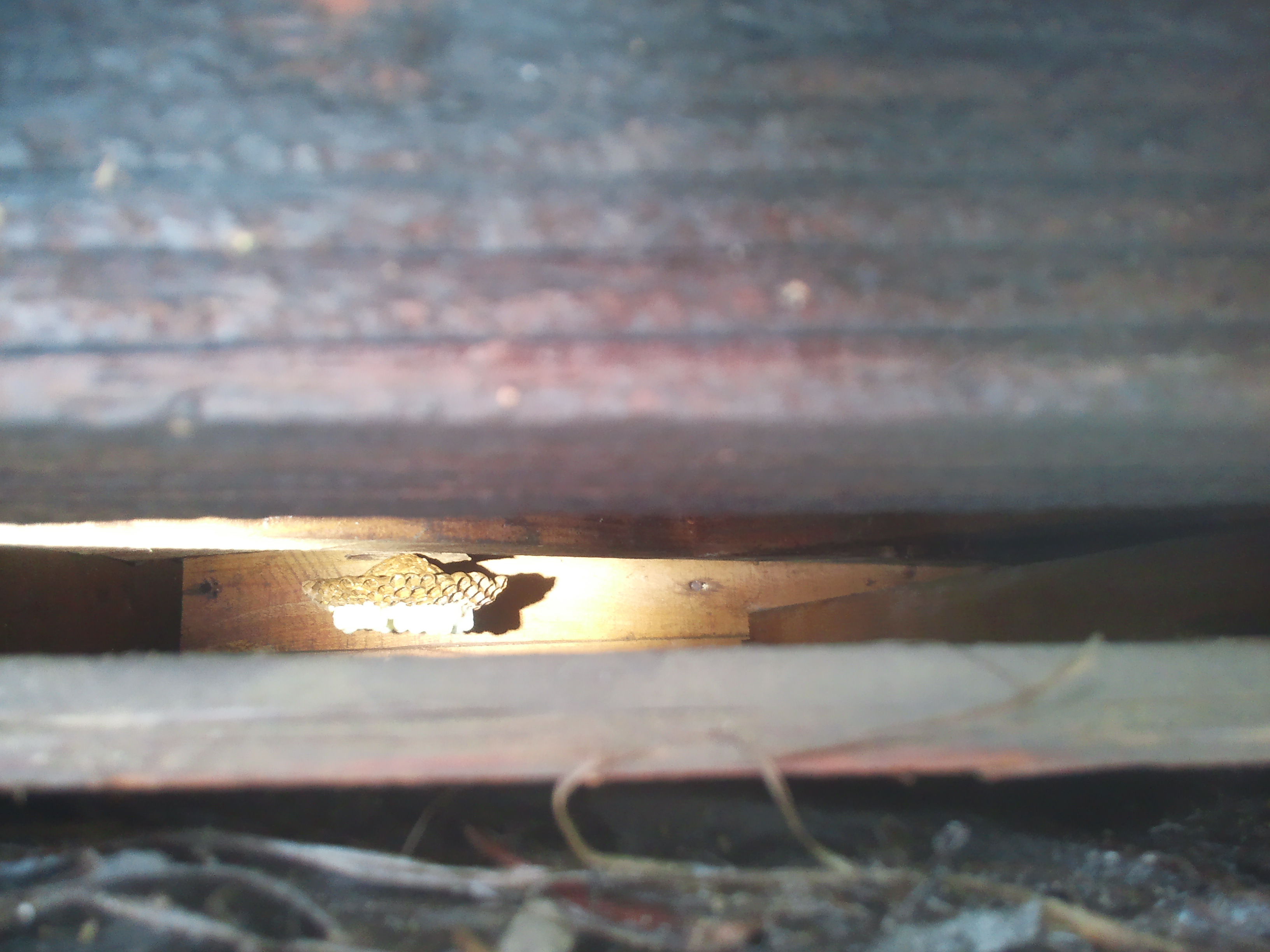 �q���X�Y���o�`