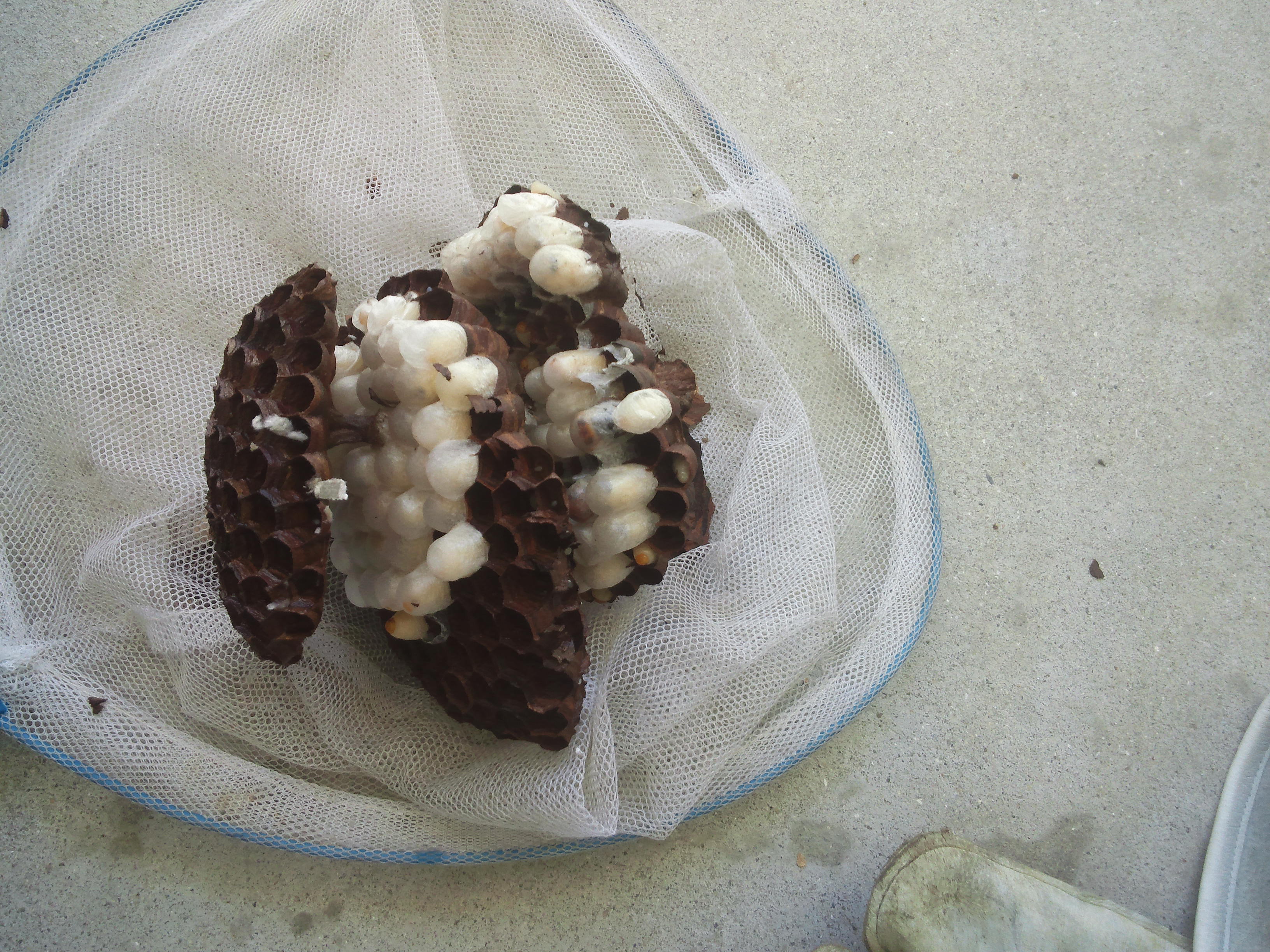 �a�̎R�s�Ńq���X�Y���o�`�̋쏜