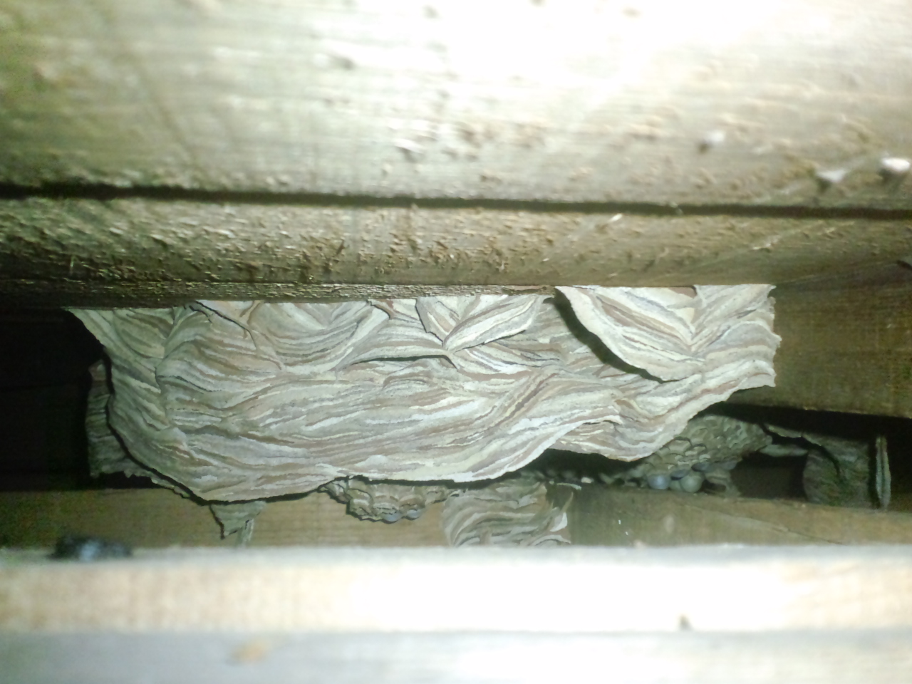 �����X�Y���o�`