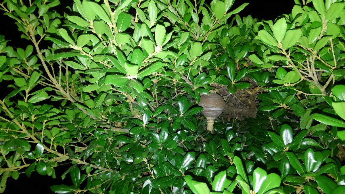 �R�K�^�X�Y���o�`�̑��A��؂ɉc��