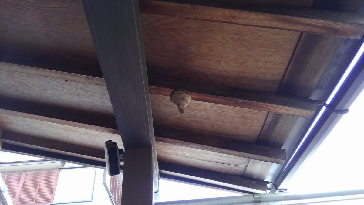 �R�K�^�X�Y���o�`�̑��A�݂ɉc��