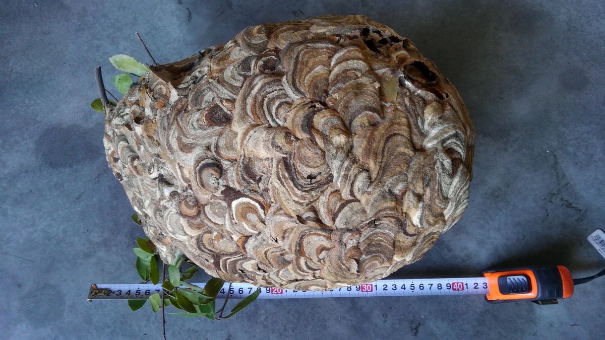 �R�K�^�X�Y���o�`�̓��呃