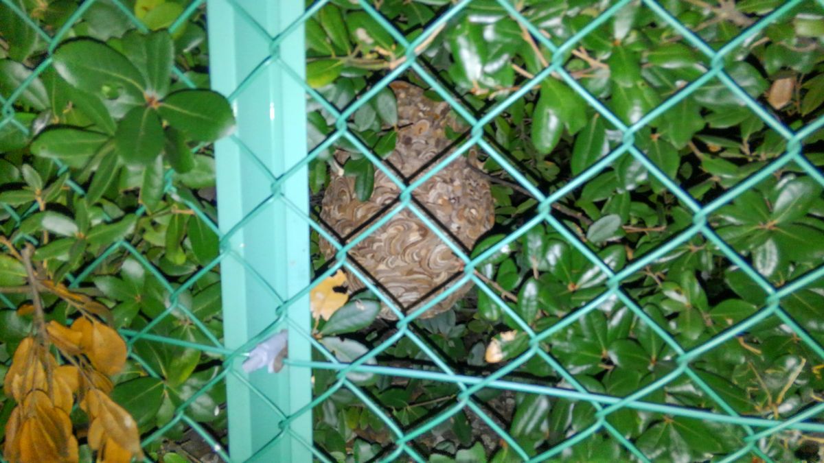 �a�̎R�s�ŃR�K�^�X�Y���o�`�쏜