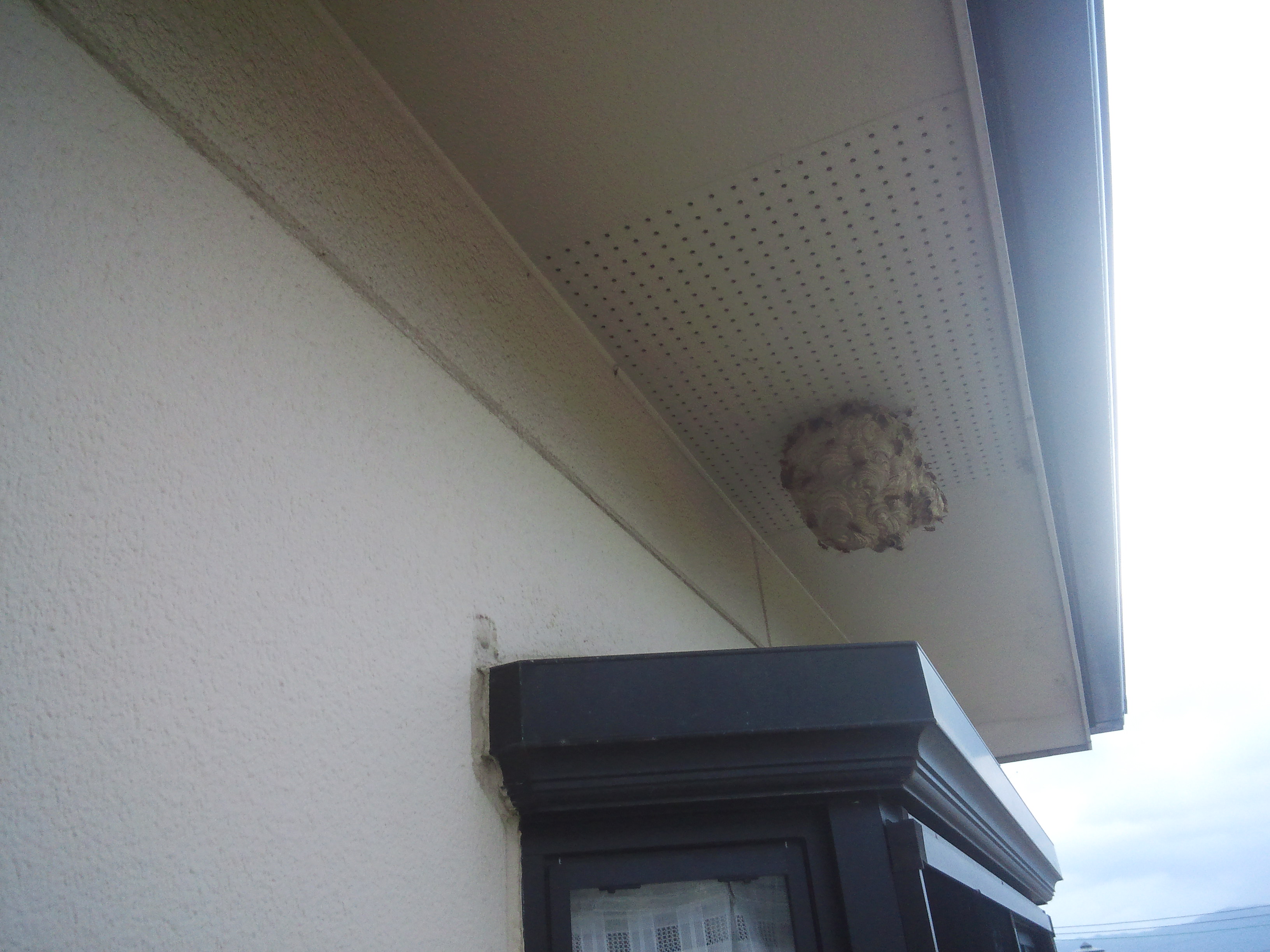 �a�̎R�s�ŃX�Y���o�`�쏜