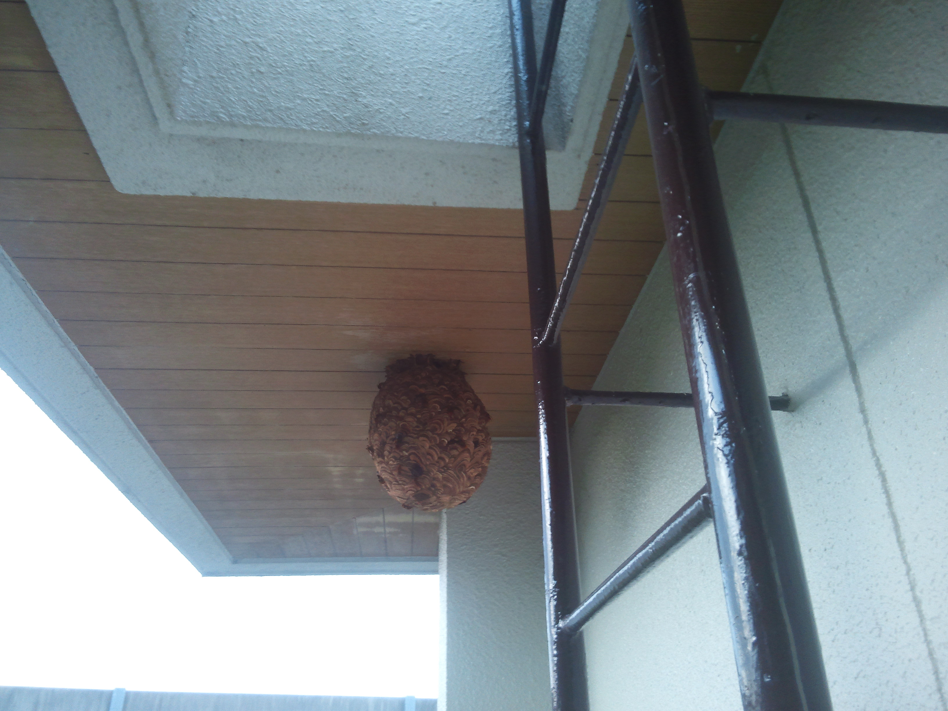 �L�C���X�Y���o�`�̑�