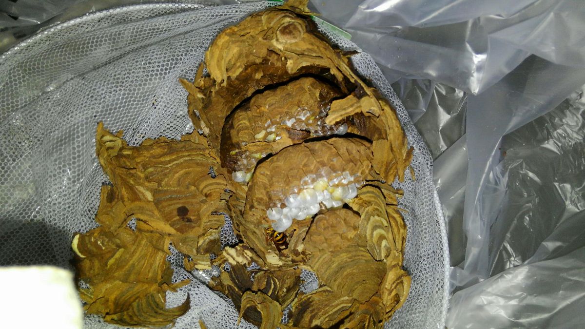 �a�̎R�w�O�ŃL�C���X�Y���o�`�쏜