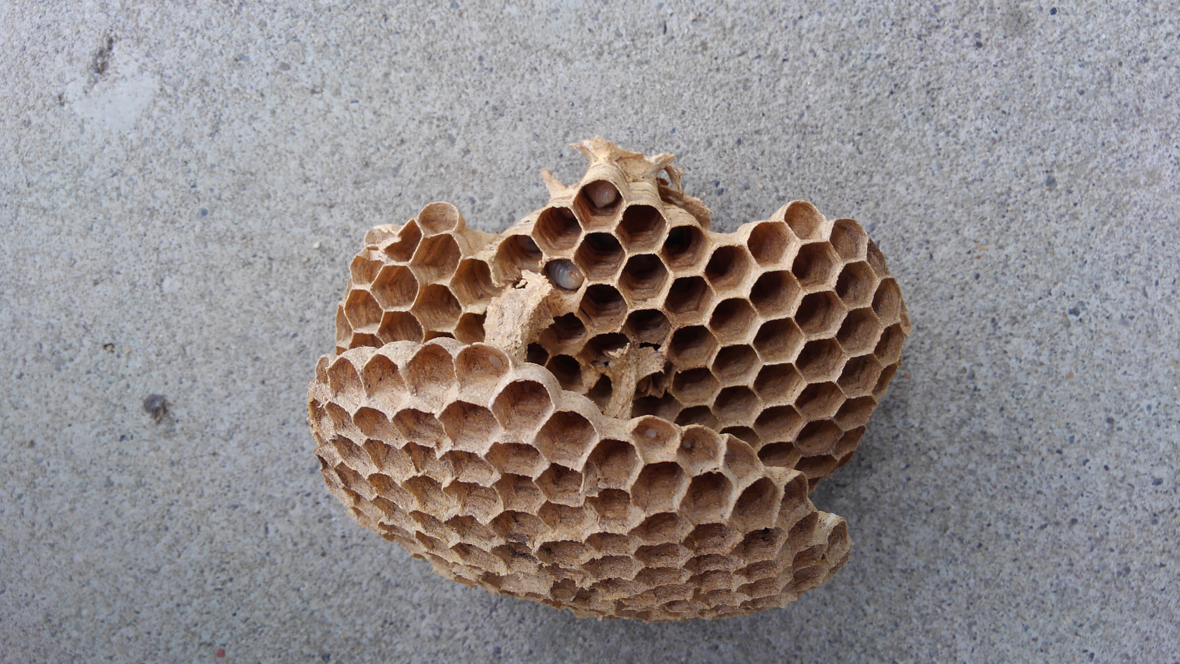 �C��s�ŃL�C���X�Y���o�`�쏜