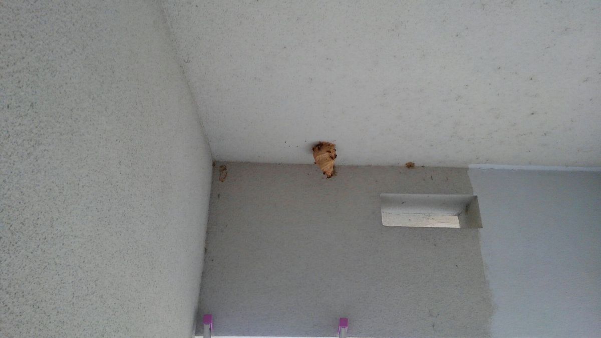 �L�C���X�Y���o�`�̈����z��