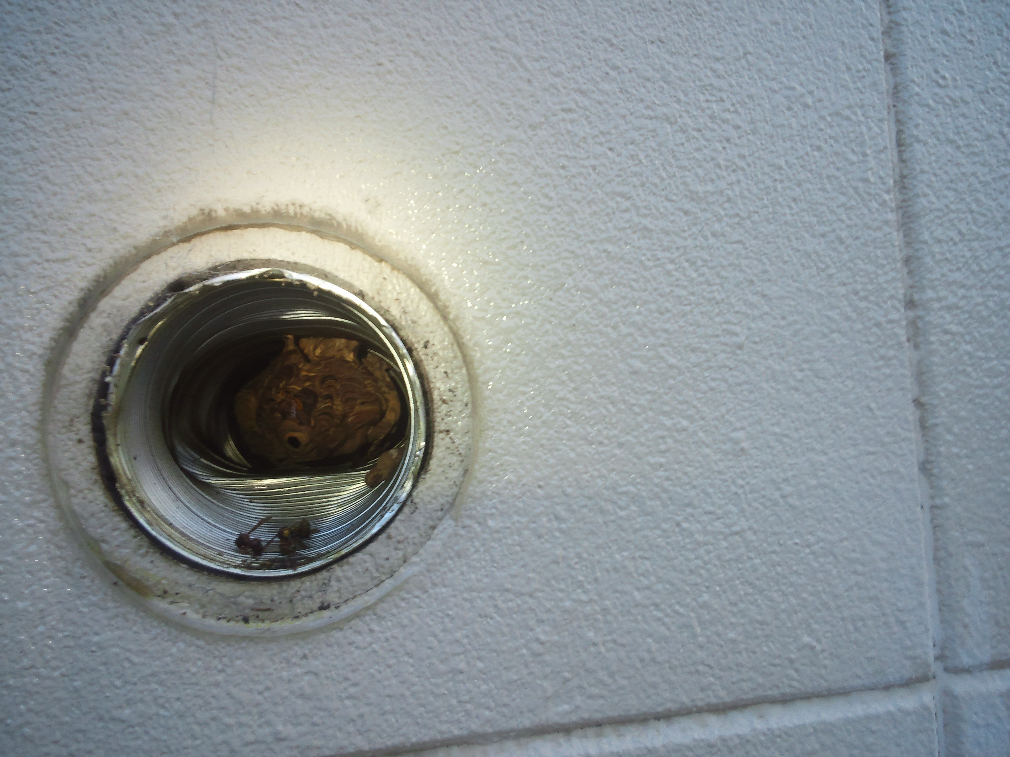 ���C���̒��̃L�C���X�Y���o�`