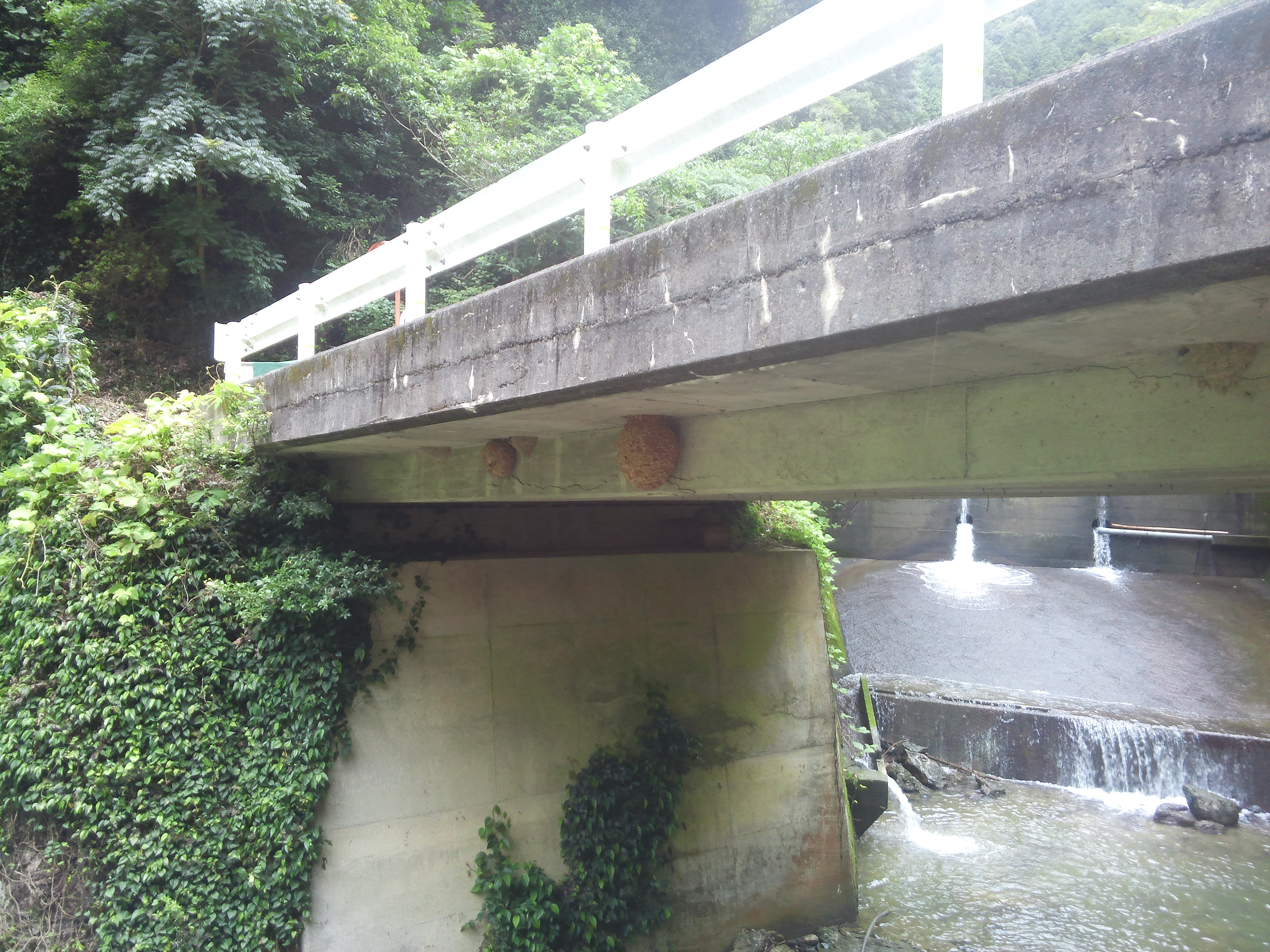 ���r�̉��̃L�C���X�Y���o�`�̑�