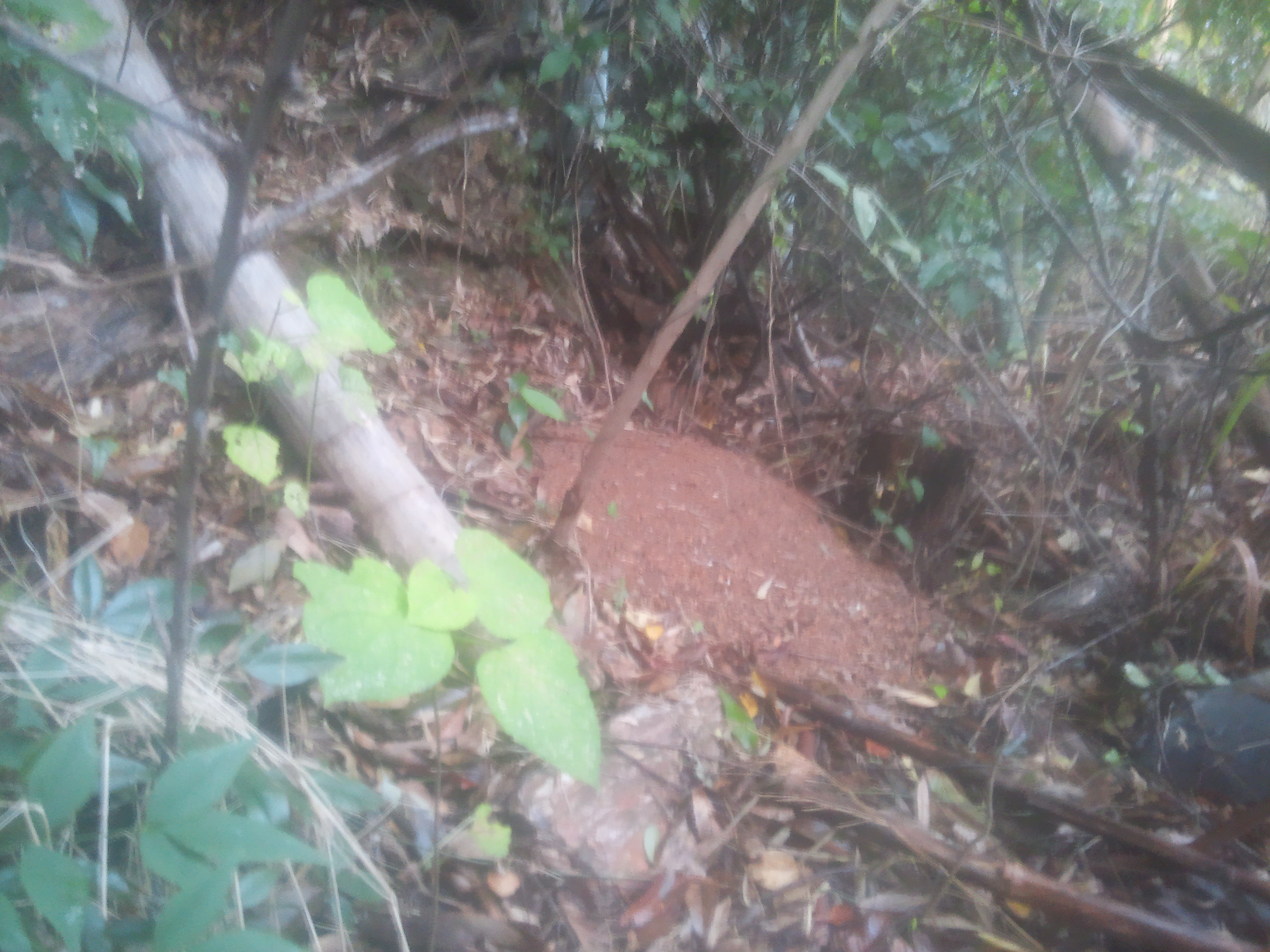 �I�I�X�Y���o�`�̑��̗l�q