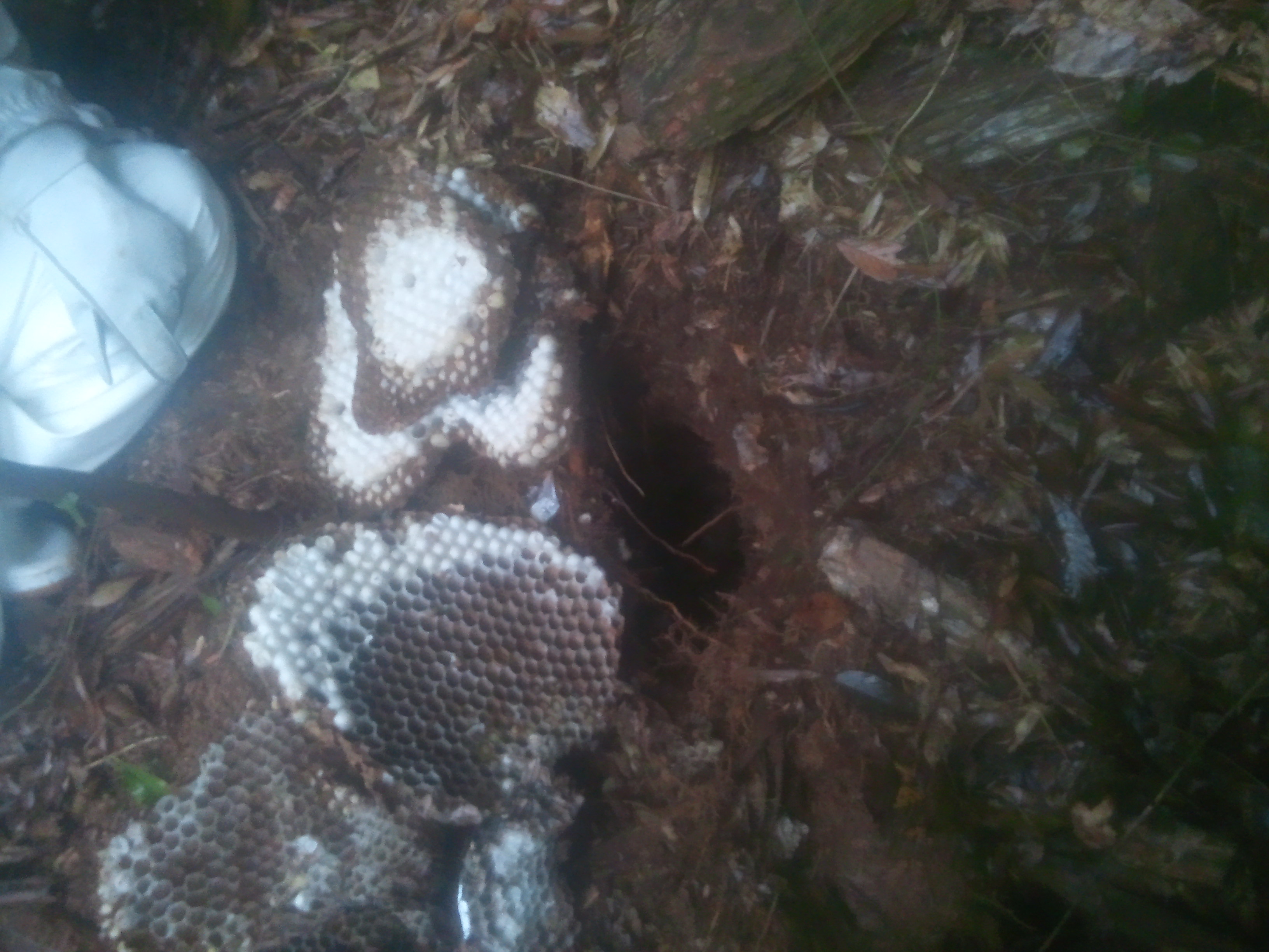 �a�̎R�s�ŃI�I�X�Y���o�`�쏜