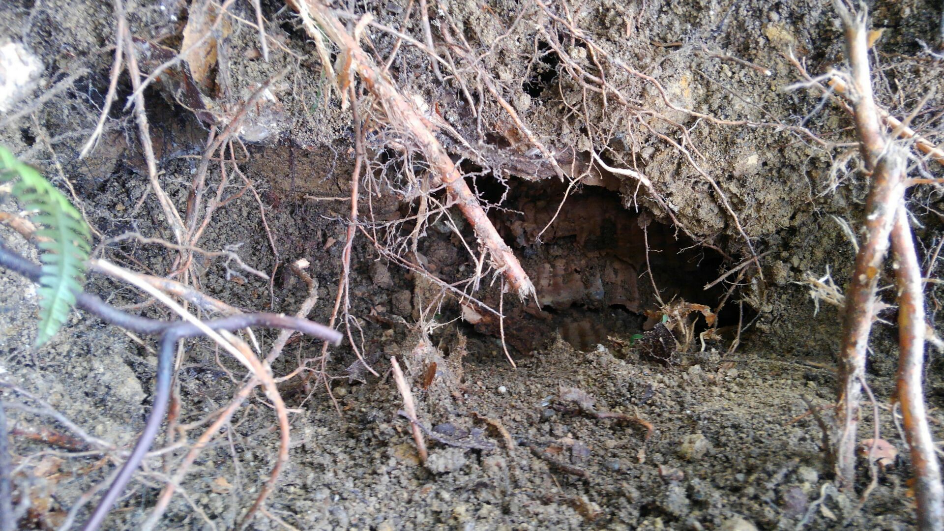 ���s�ŃI�I�X�Y���o�`�쏜