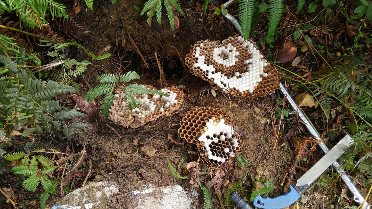 �I�I�X�Y���o�`�̑�