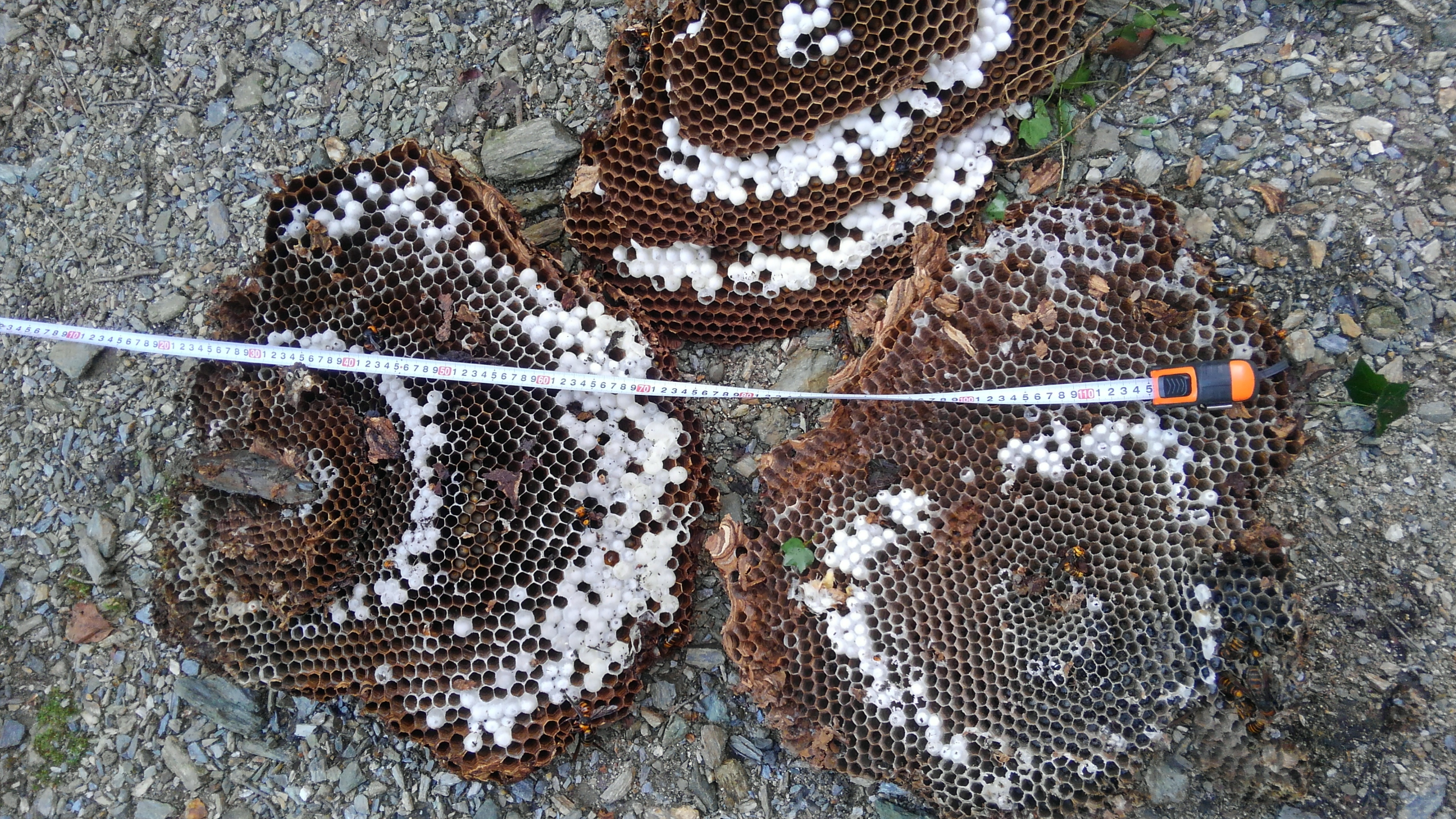 �I�I�X�Y���o�`�̓��呃