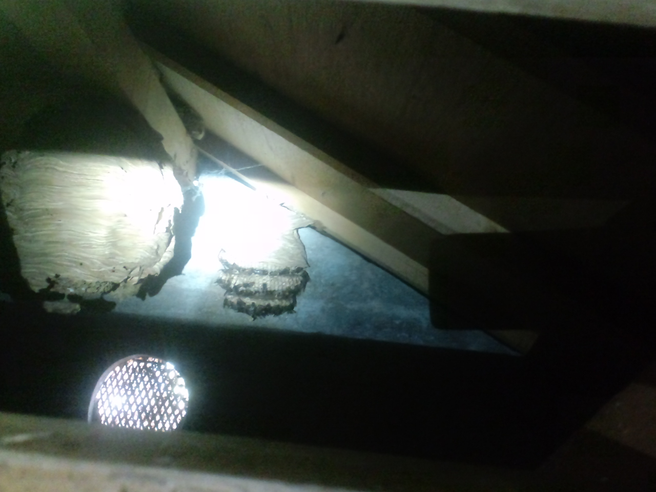 �a�̎R�s�Ń����X�Y���o�`�쏜