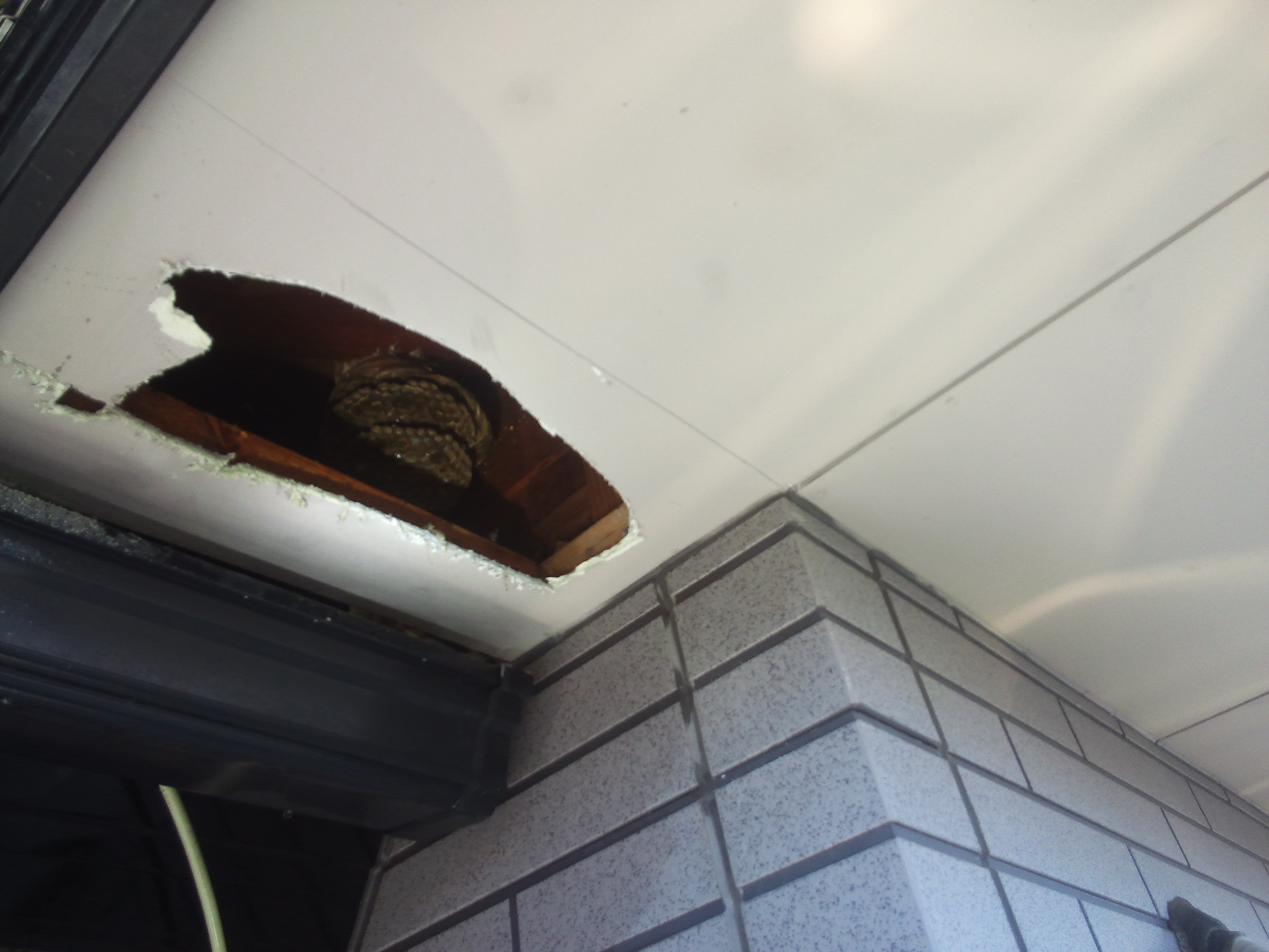 �������̃����X�Y���o�`