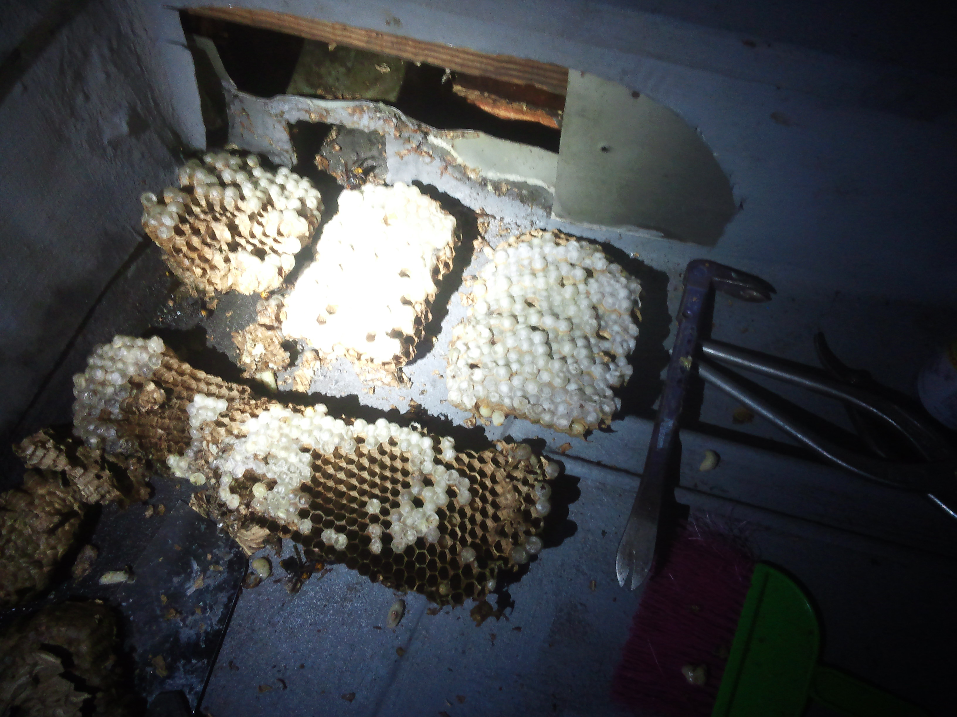 �쏜���������X�Y���o�`�̑�