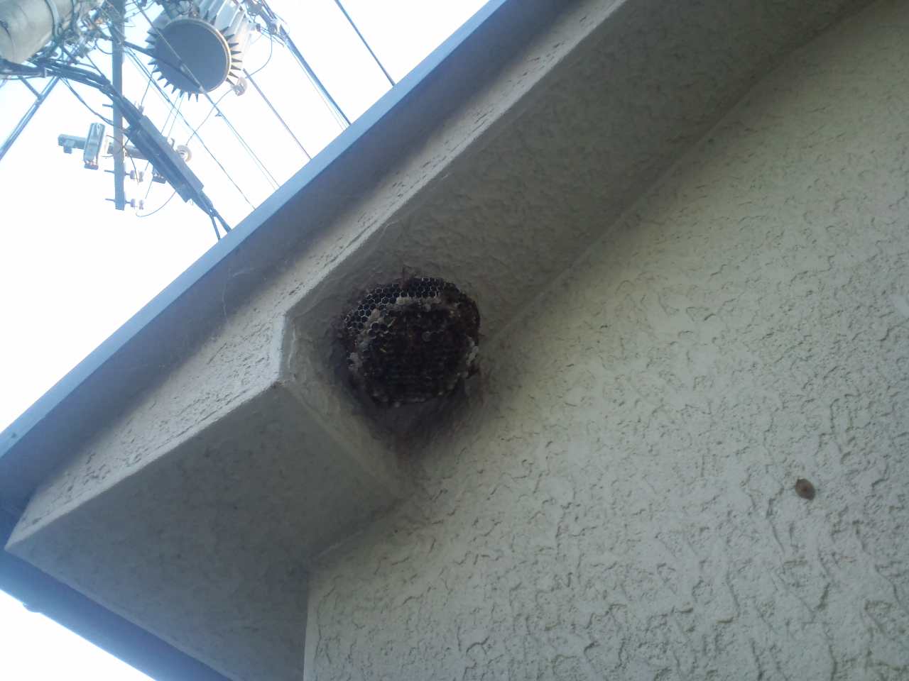 ��o�s�ŃA�V�i�K�o�`�쏜