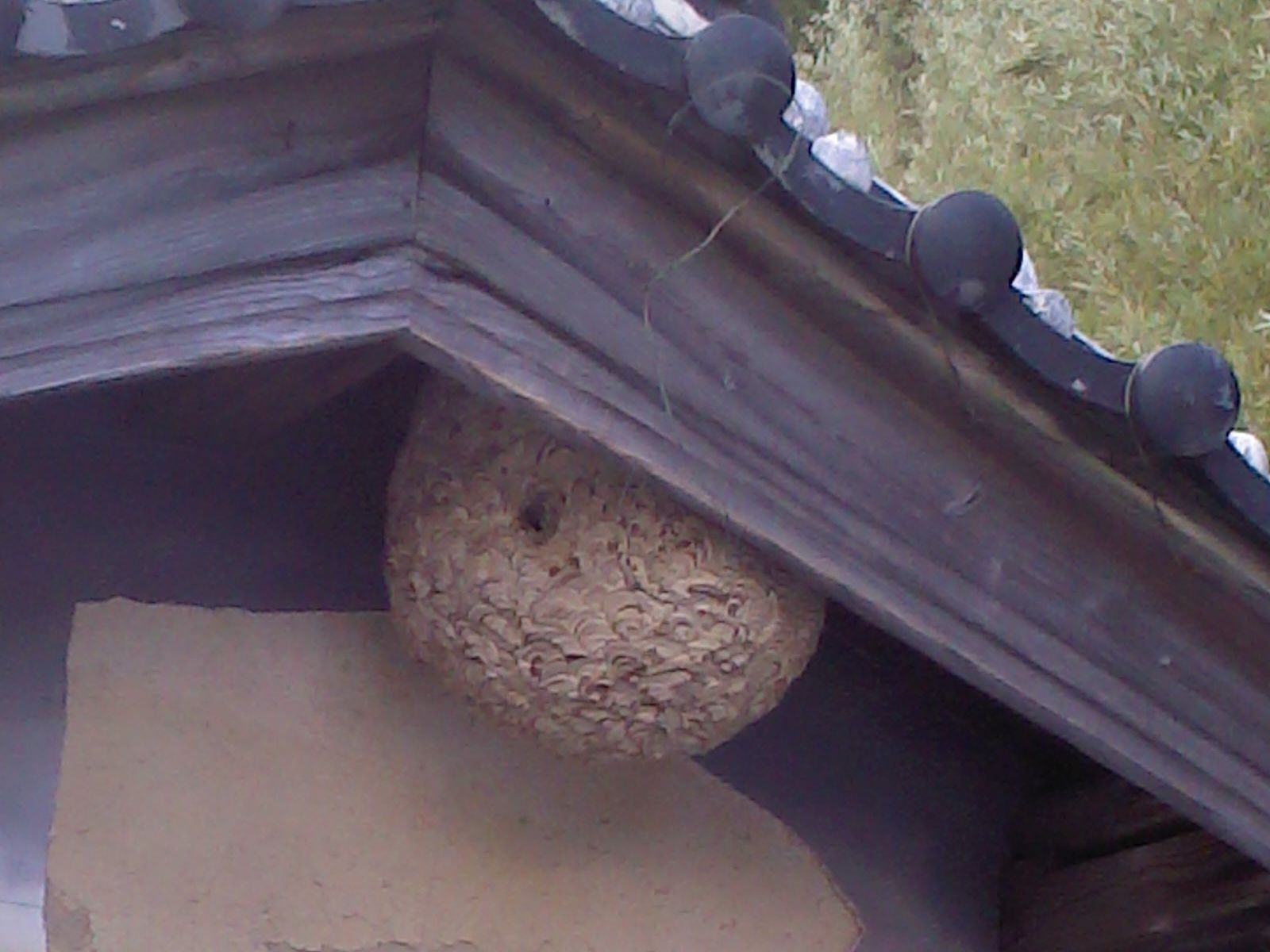 日高町でキイロスズメバチ駆除