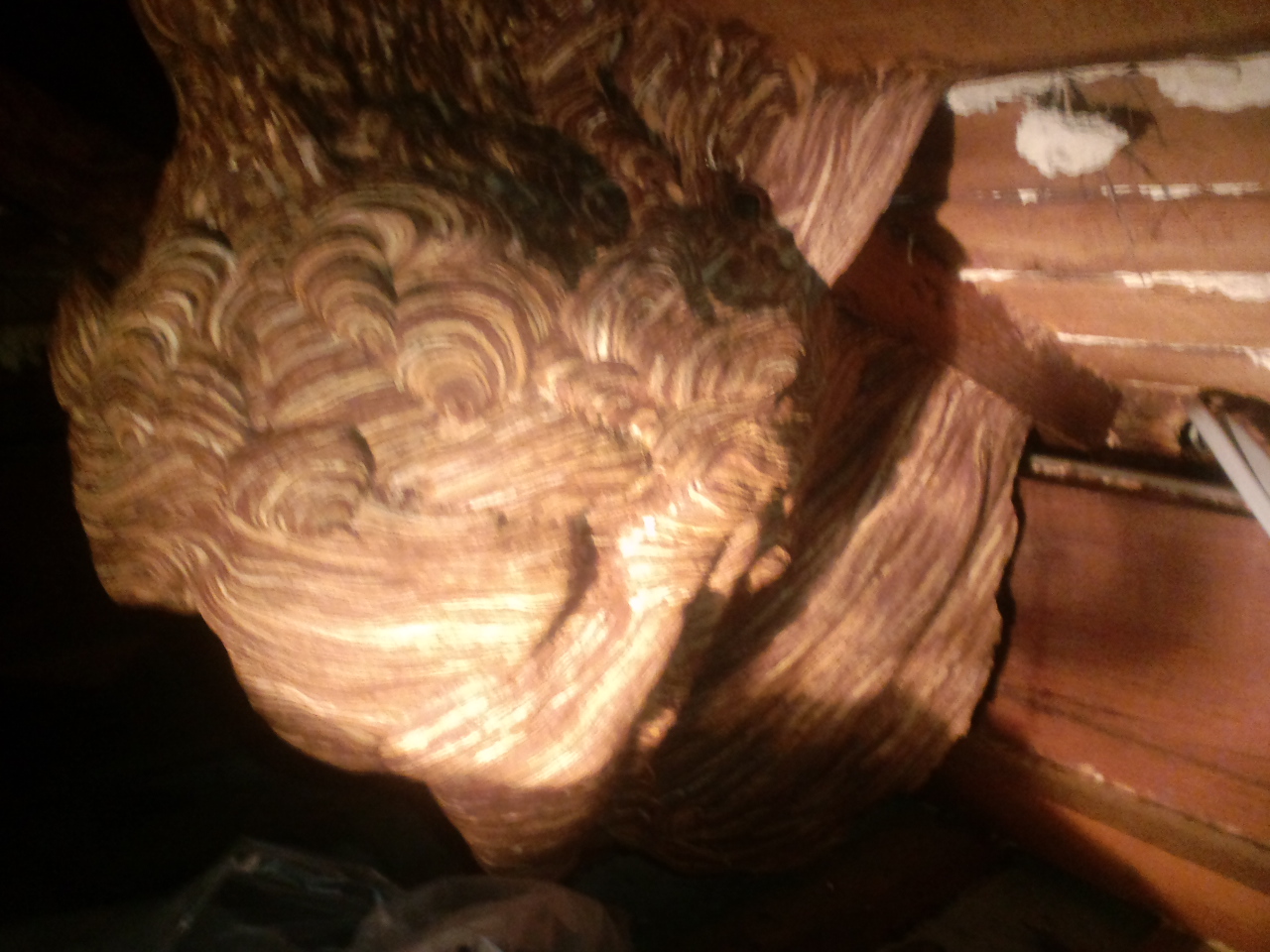 �a��s�ŃL�C���X�Y���o�`�쏜