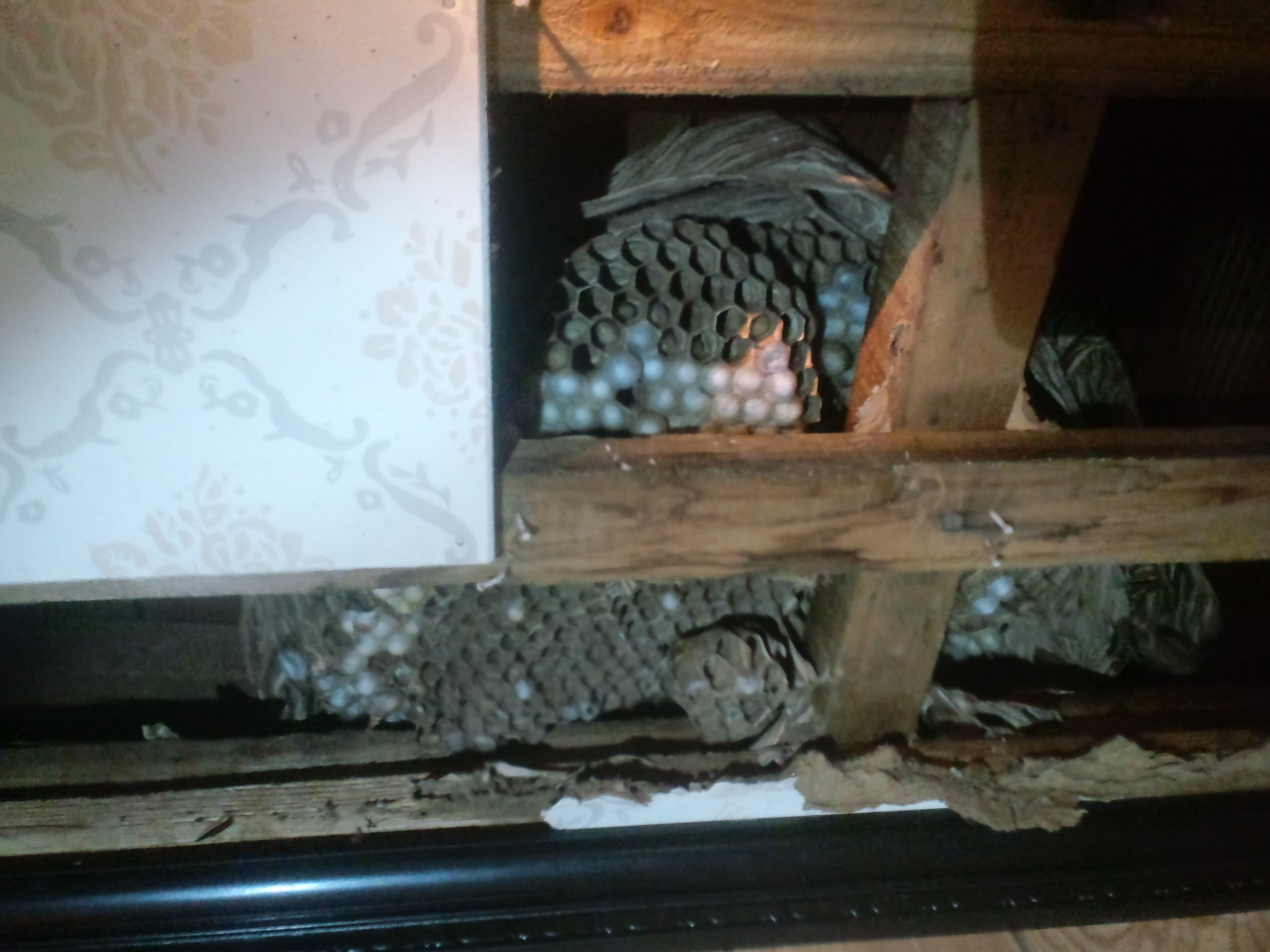 �����X�Y���o�`�̑�