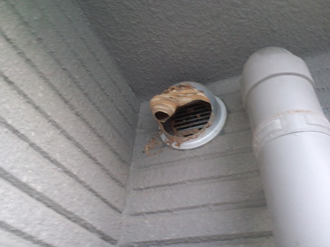 �ēx����������X�Y���o�`�̑�