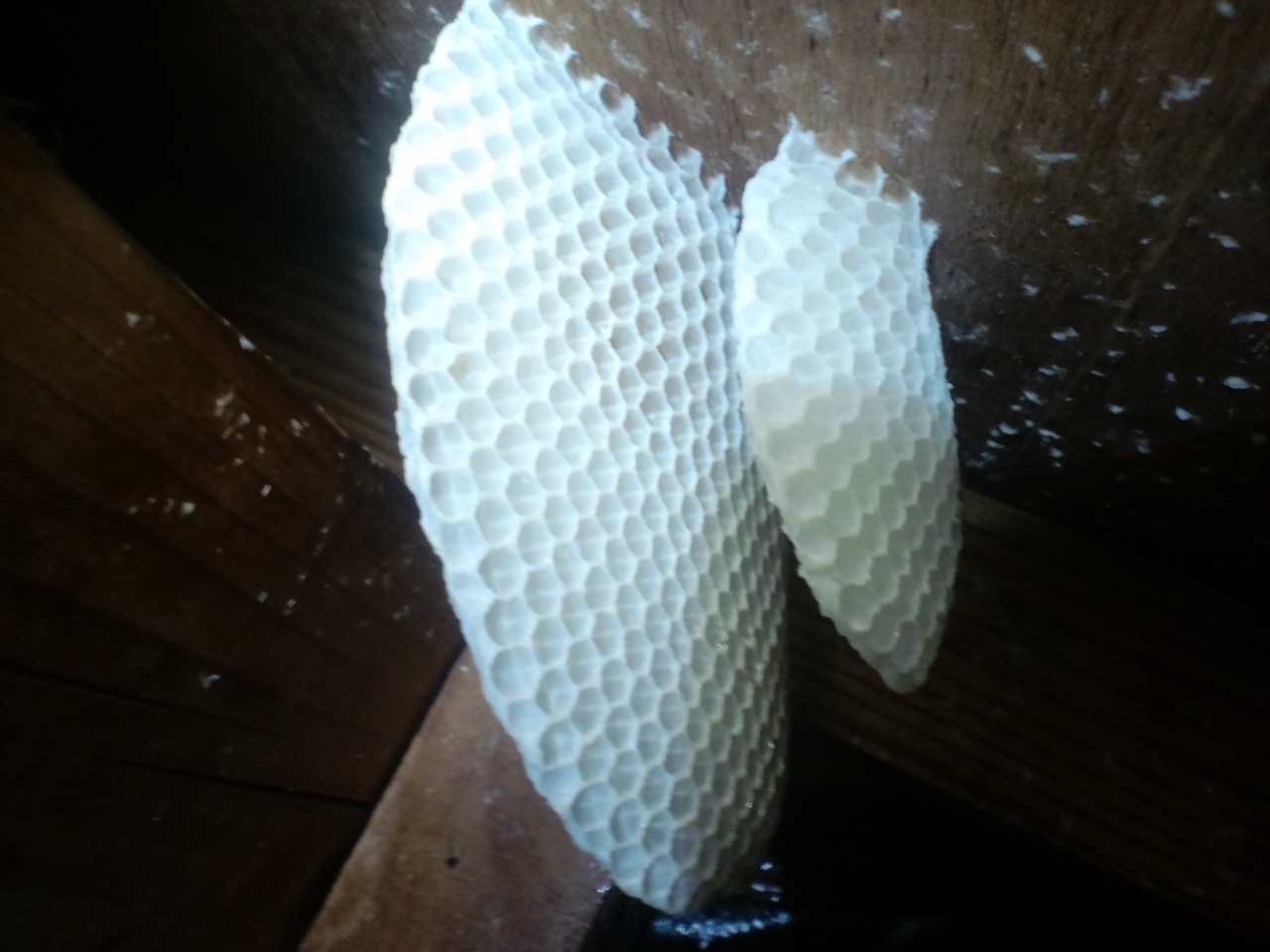 湯浅町でミツバチ駆除