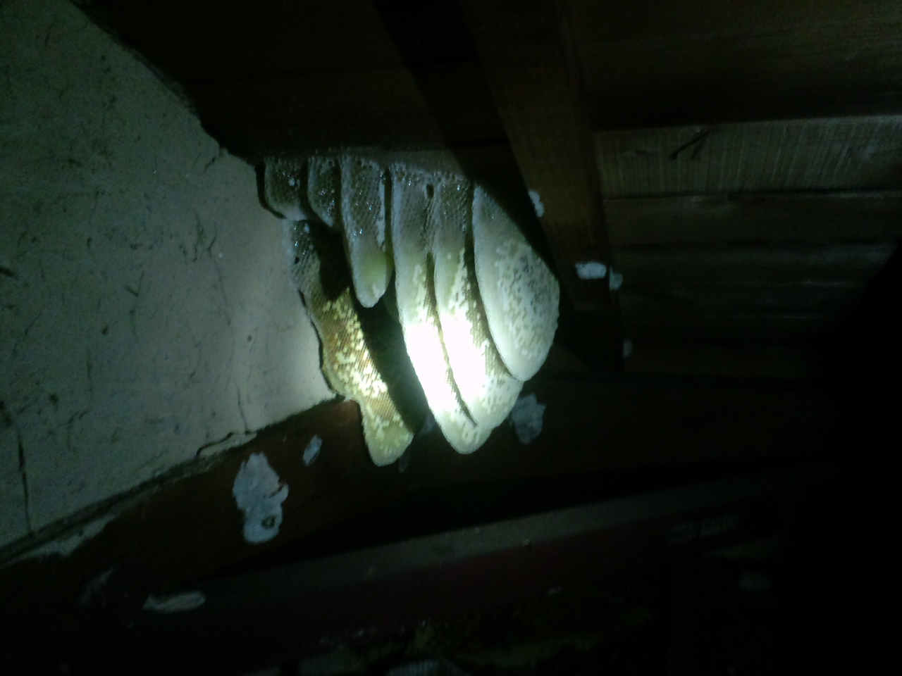 熊取町でミツバチ駆除