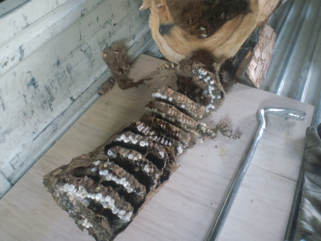 キイロスズメバチの巣