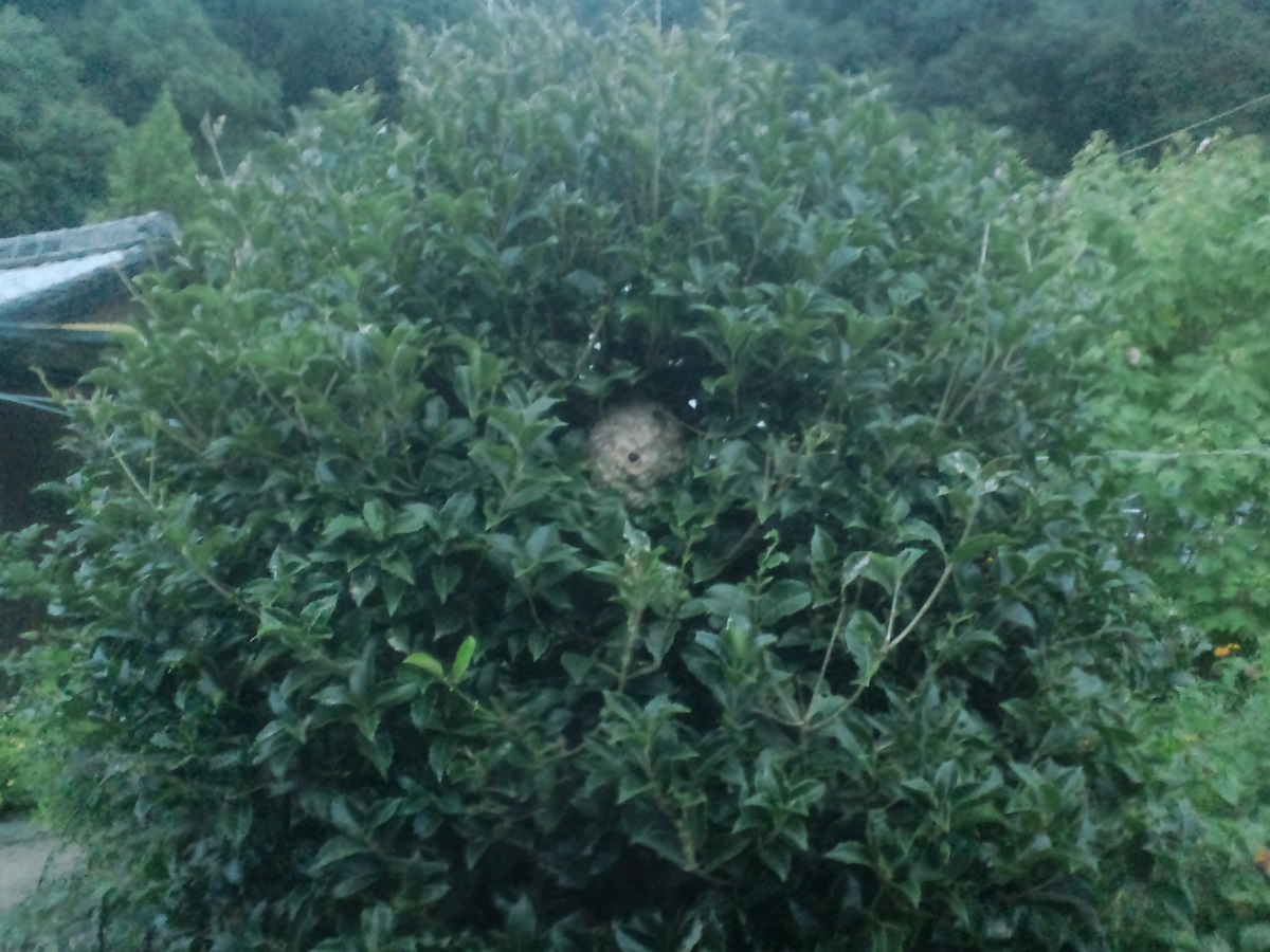 和歌山で蜂駆除