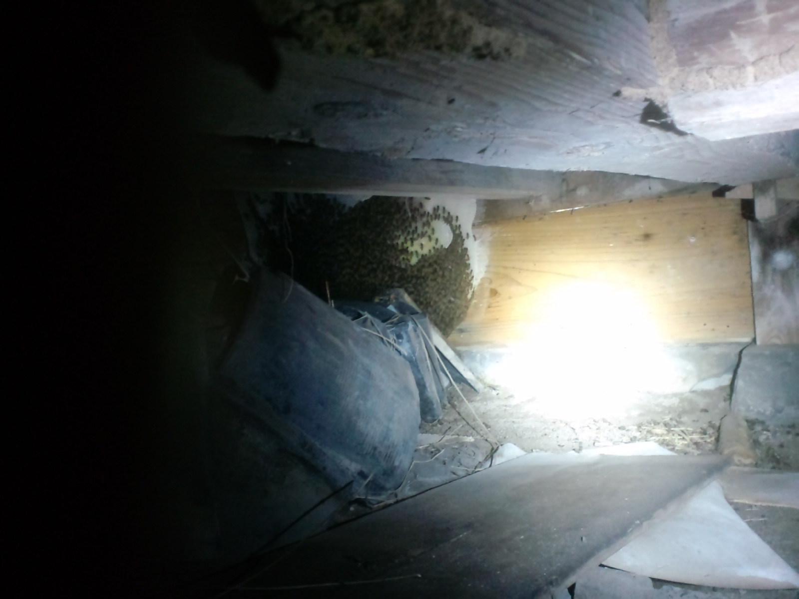 岩出市でミツバチ駆除