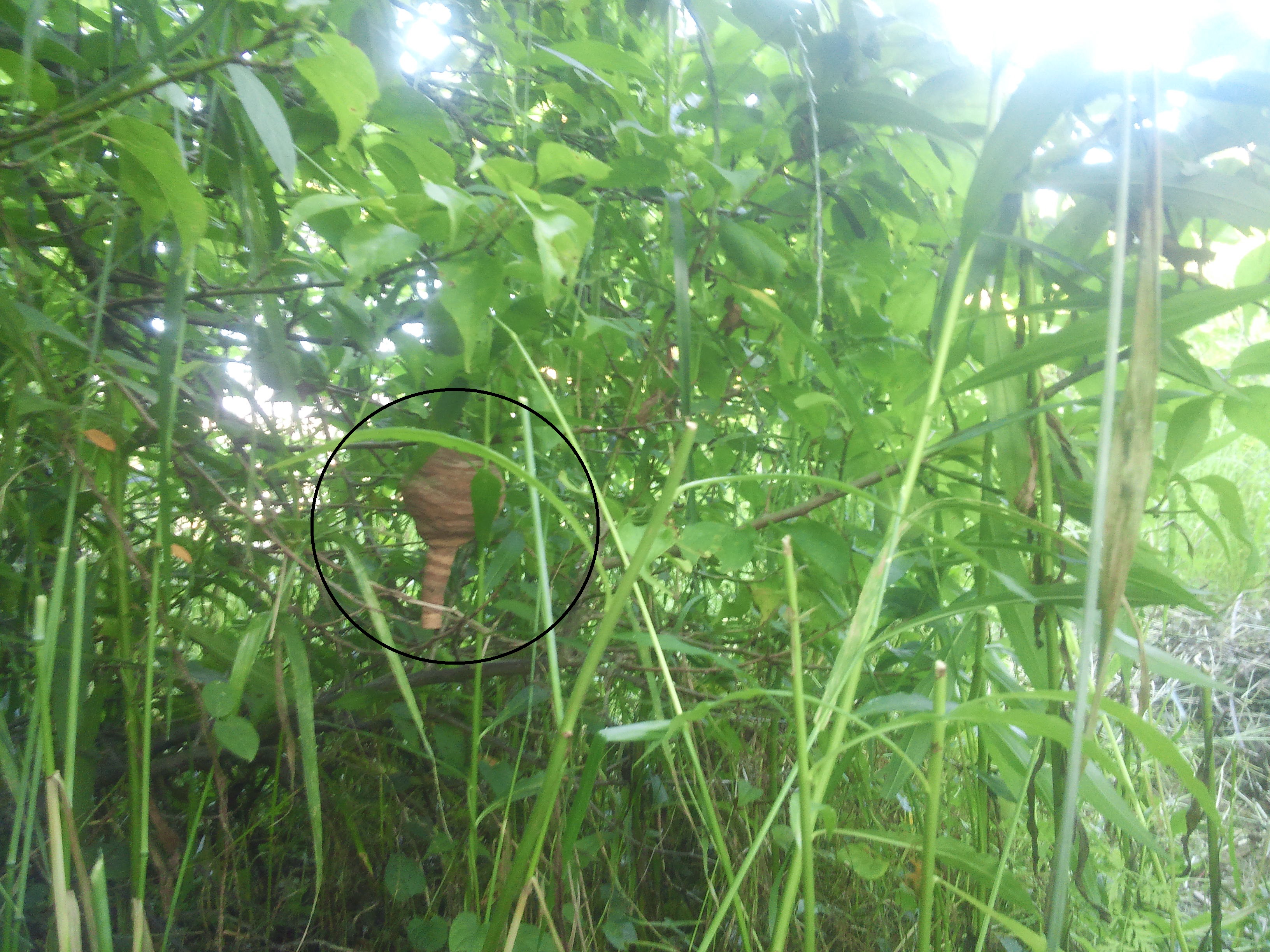 和歌山市コガタスズメバチの初期の巣