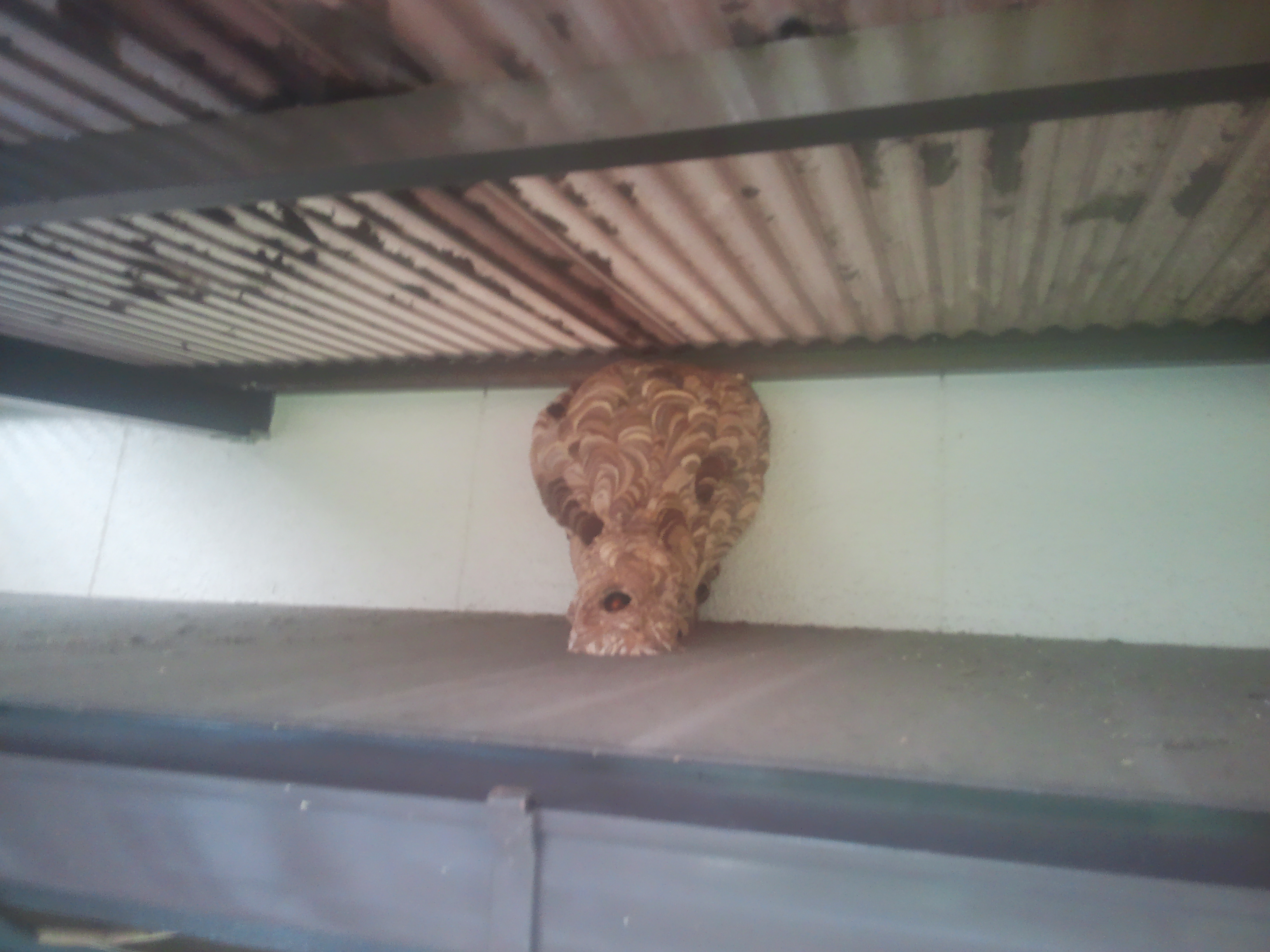 湯浅町でコガタスズメバチの駆除