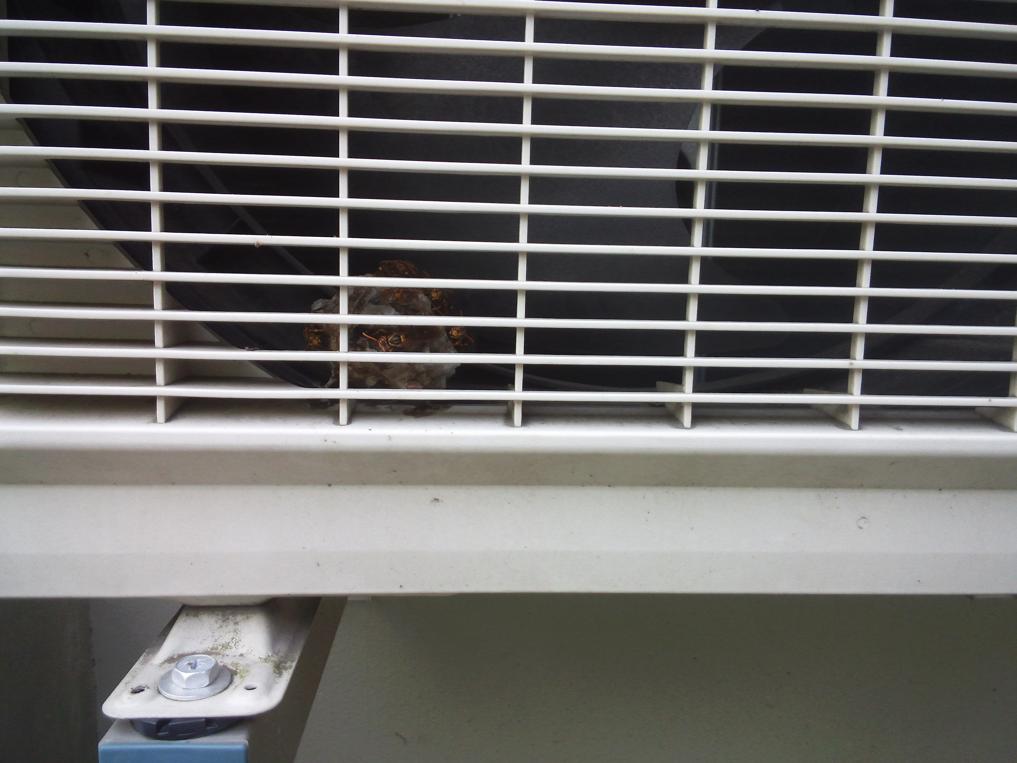 アシナガバチ駆除 | 和歌山市