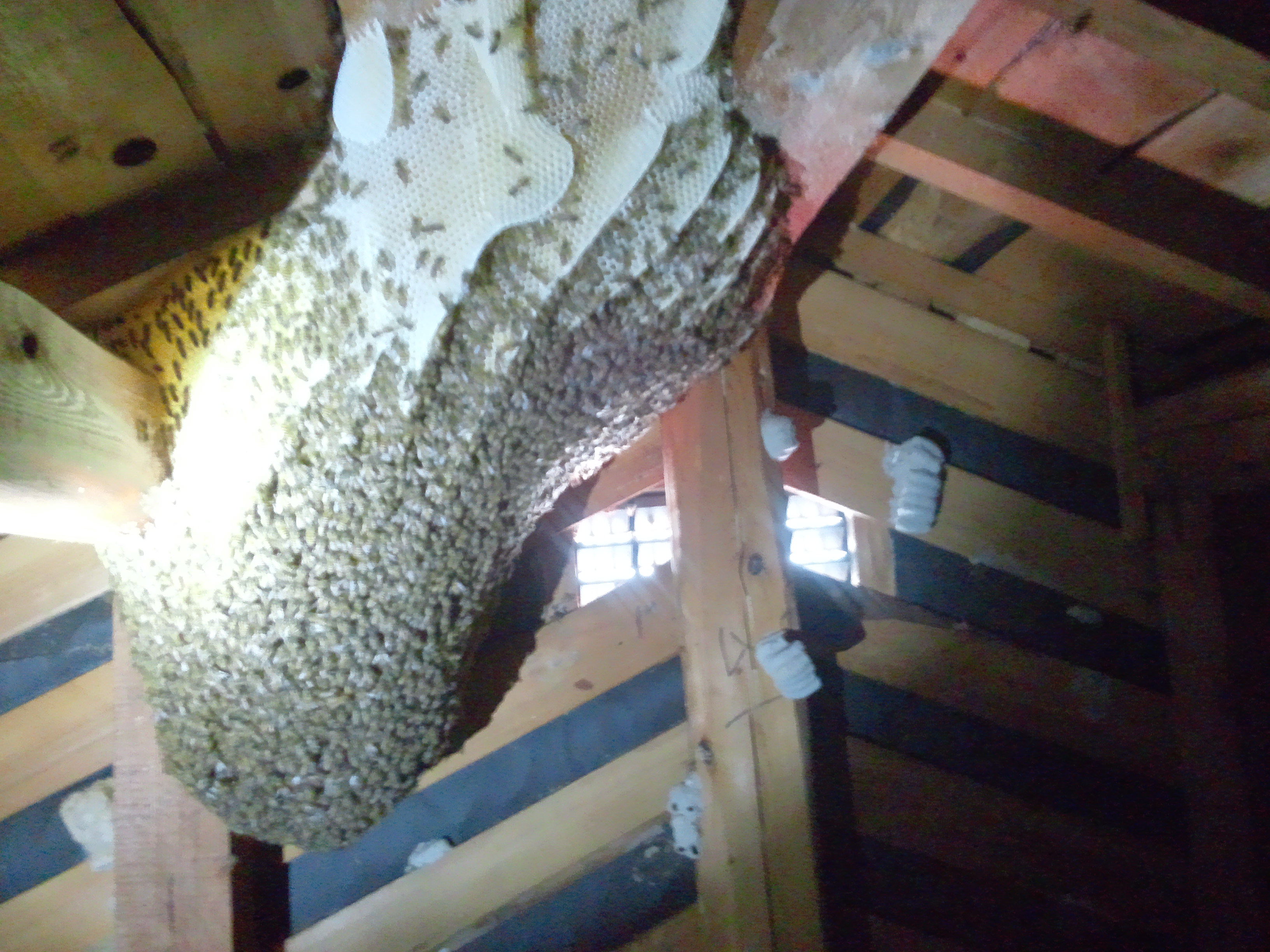 和歌山市でミツバチ駆除