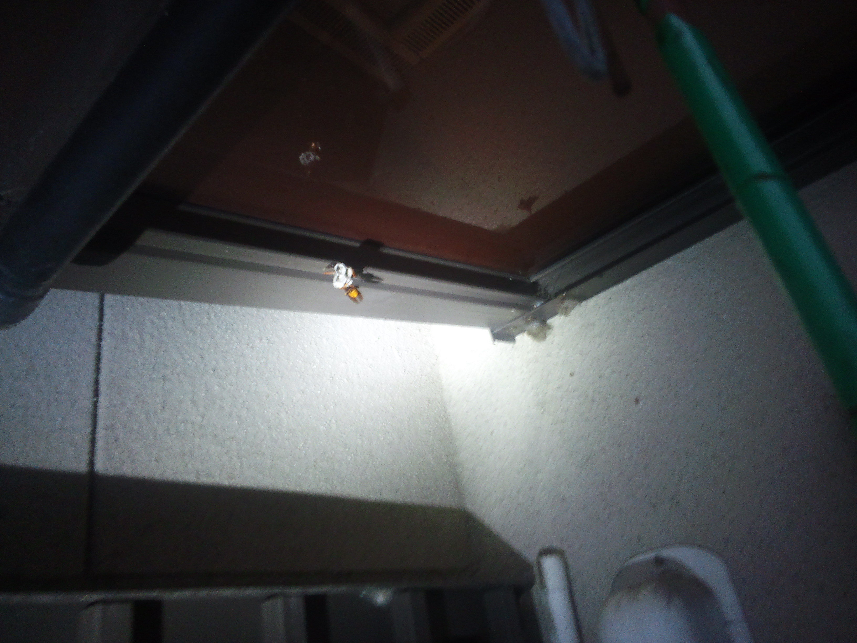 �A�V�i�K�o�`�T��