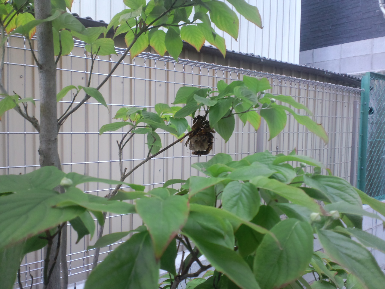 �A�V�i�K�o�`�V��