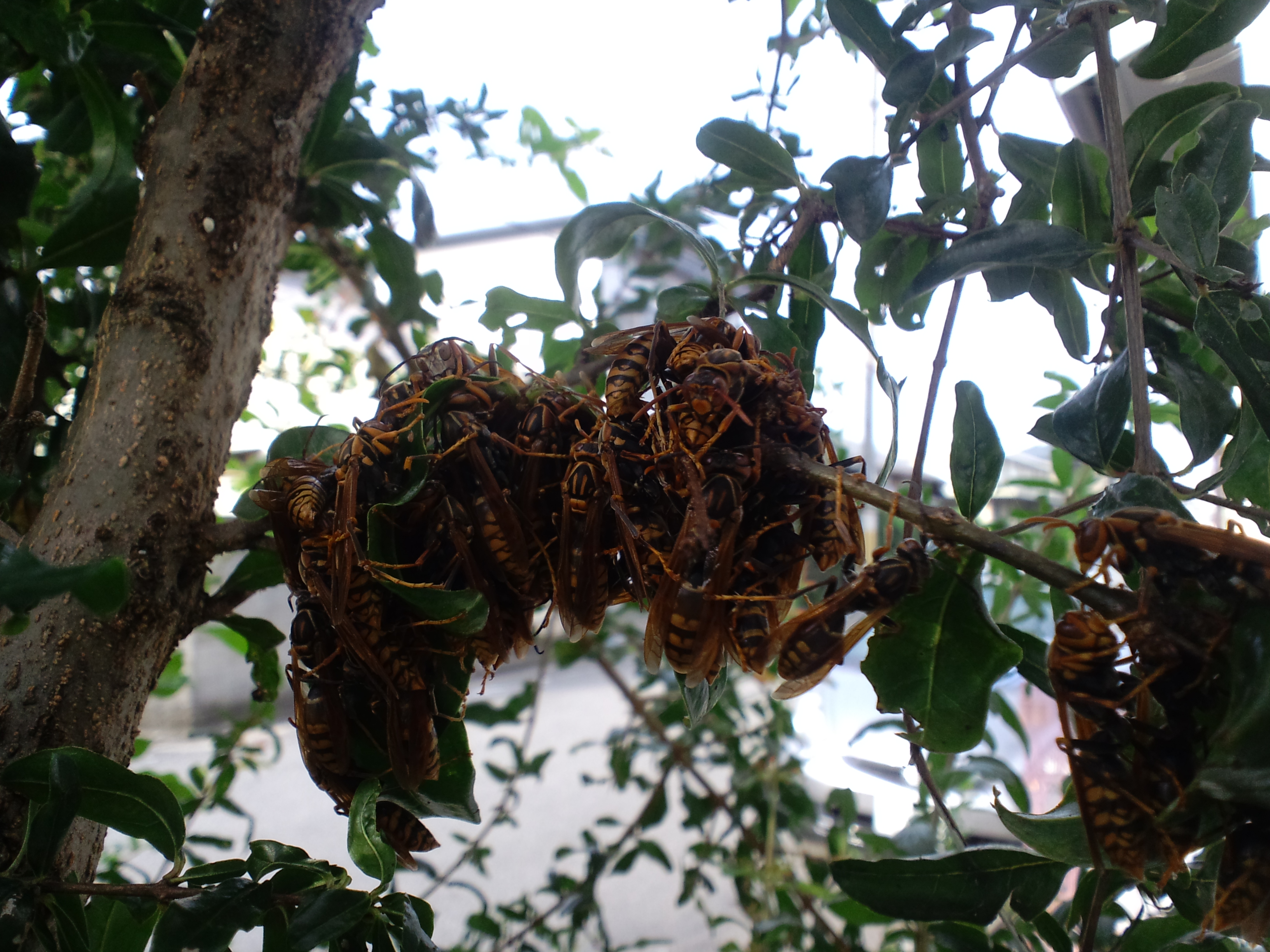 �A�V�i�K�o�`�P�O��