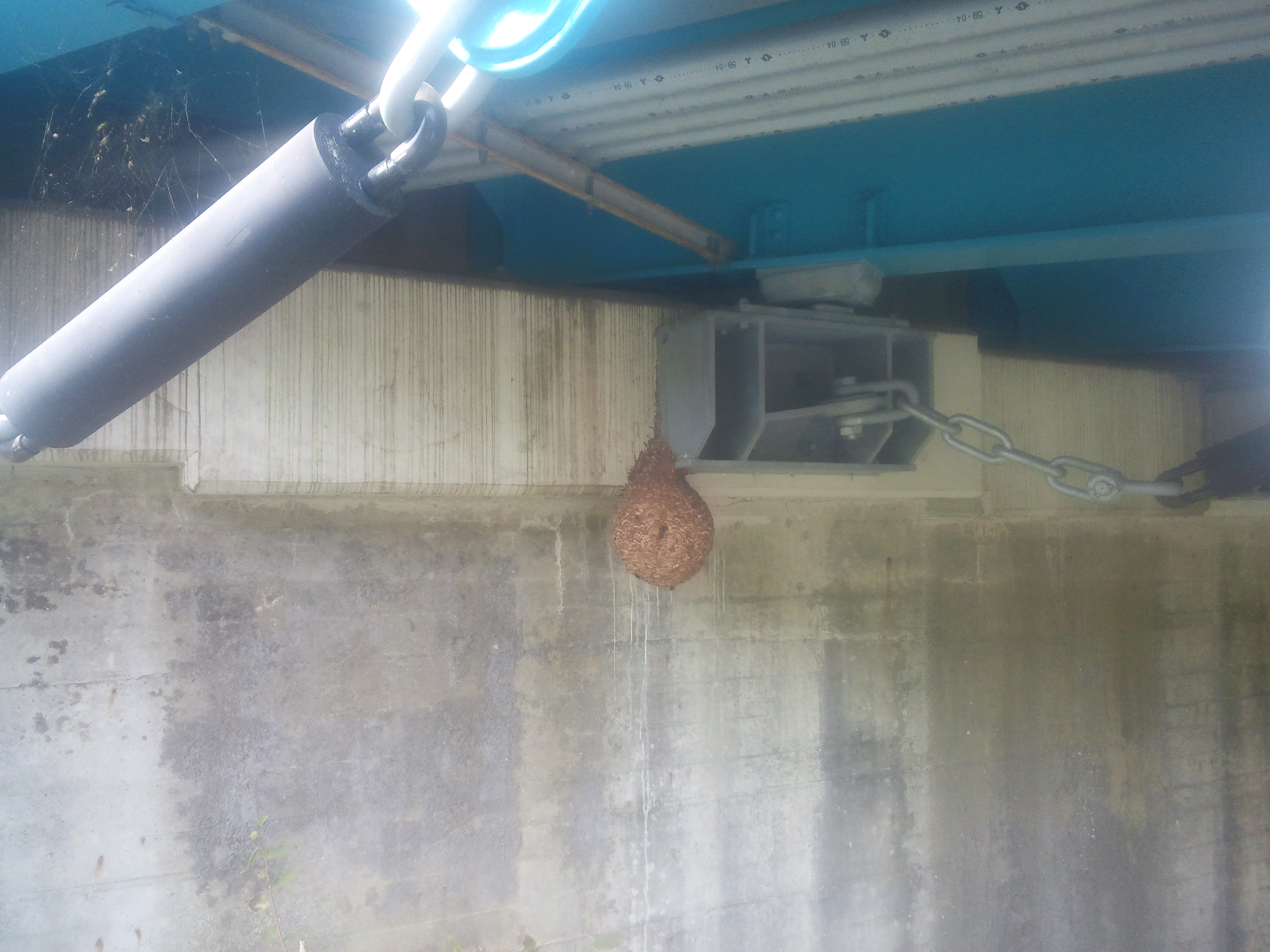 海南市でキイロスズメバチの駆除