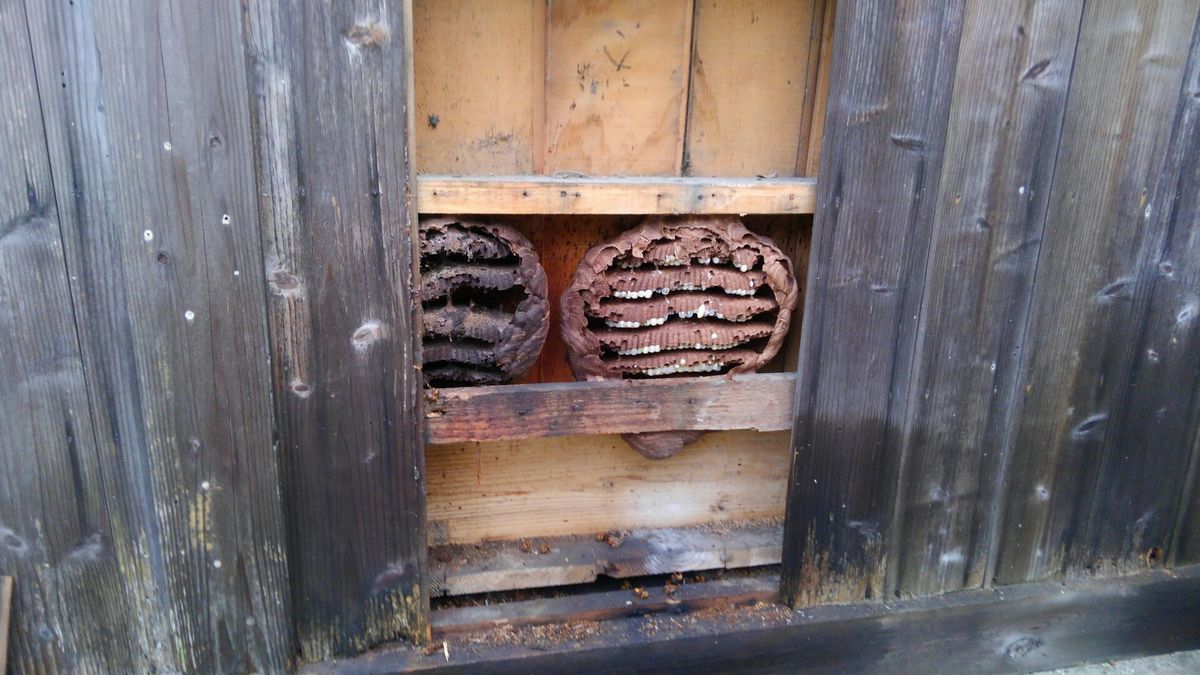 高野町でキイロスズメバチの駆除