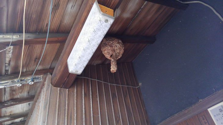 �C��s�ŃX�Y���o�`�쏜