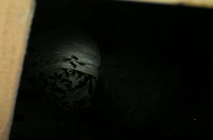 �X�Y���o�`�쏜 | �C��s