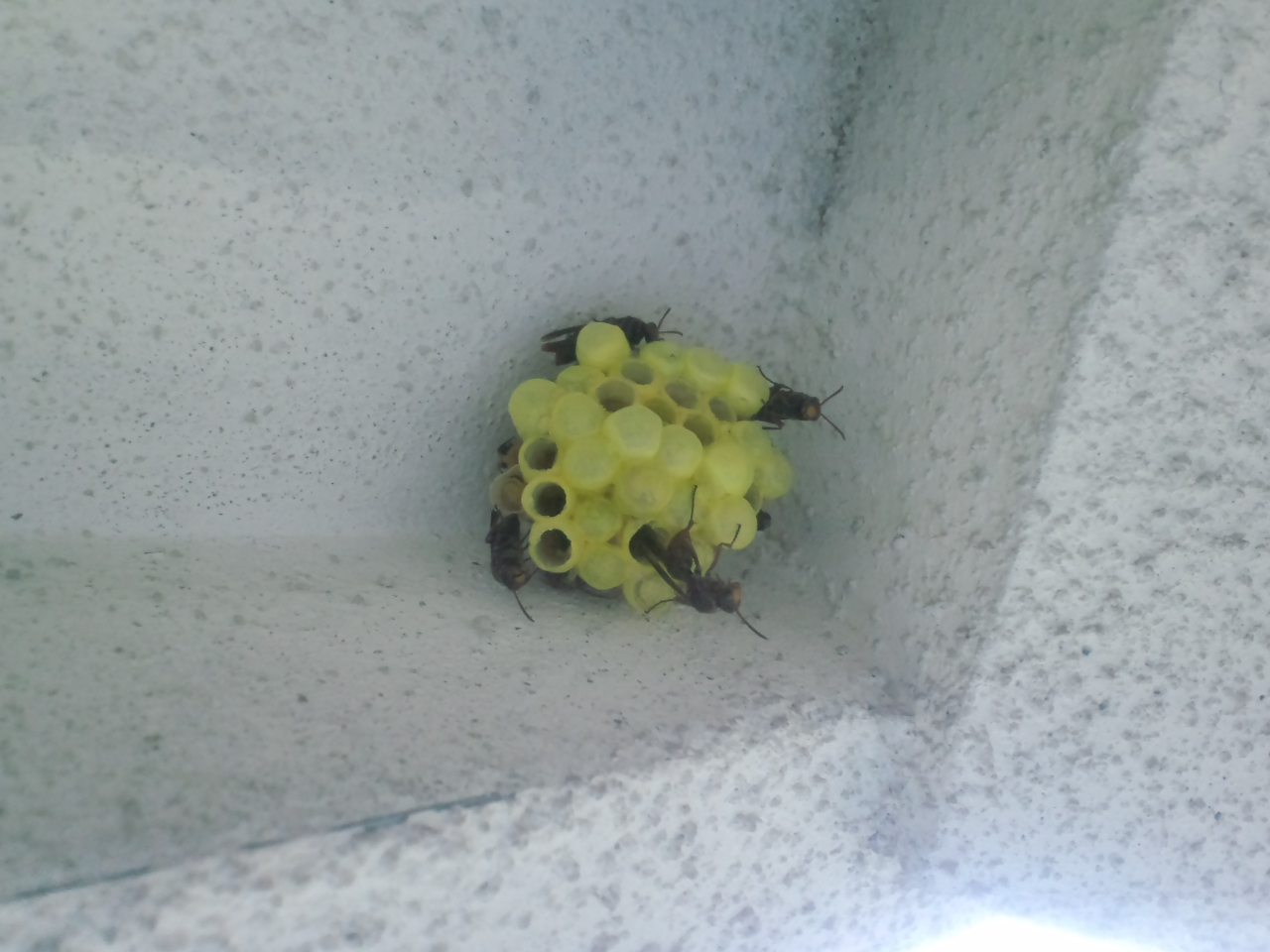 �I�쏜 | �C��