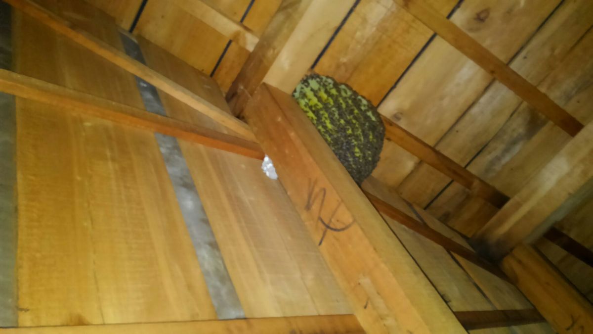 �C��s�Ń~�c�o�`�쏜