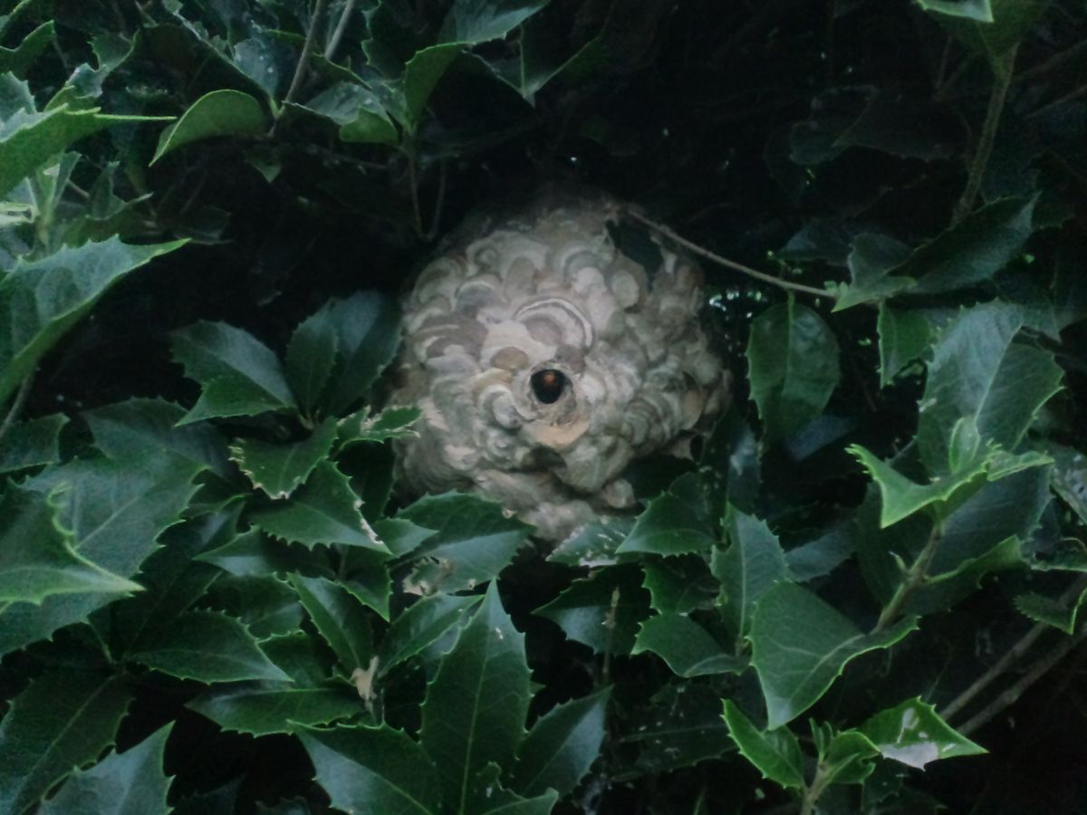 �a�̎R�s�ŃX�Y���o�`�쏜