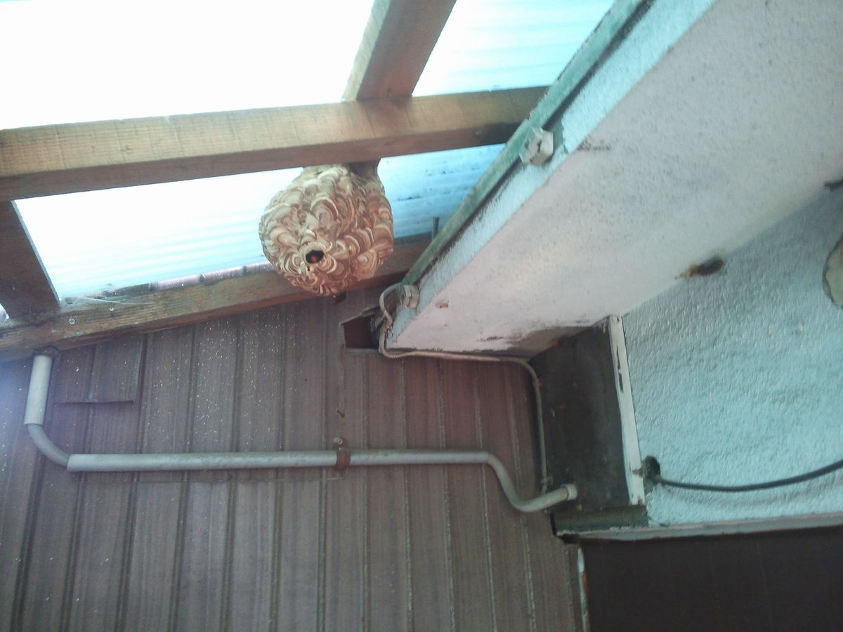 �X�Y���o�`�쏜 | �a�̎R�s