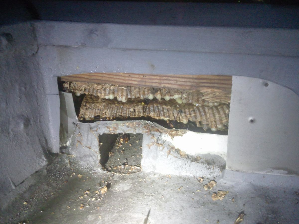 �a�̎R�s�Ń����X�Y���o�`�쏜